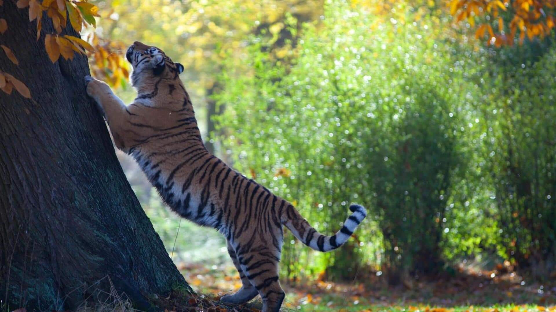 Memahami Perilaku Teritorial Harimau yang Unik Memahami Perilaku Teritorial Harimau yang Unik