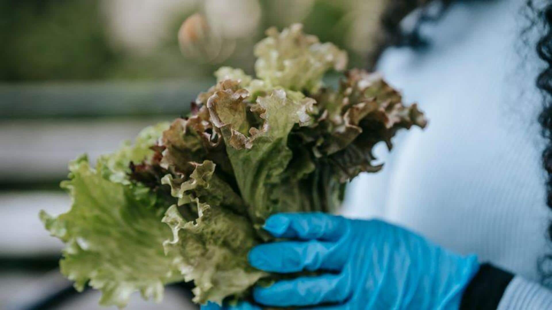 Mengubah Sisa Bahan Dapur Menjadi Kebun Selada di Rumah