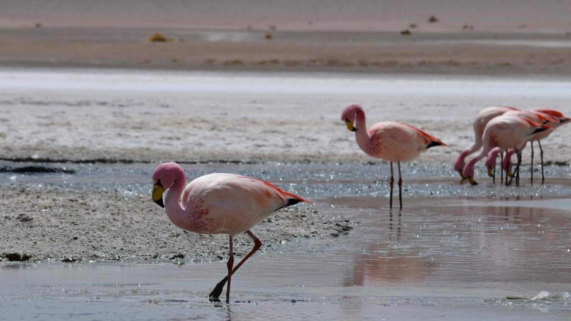 Menyaksikan migrasi flamingo Andes di Salar de Uyuni, Bolivia