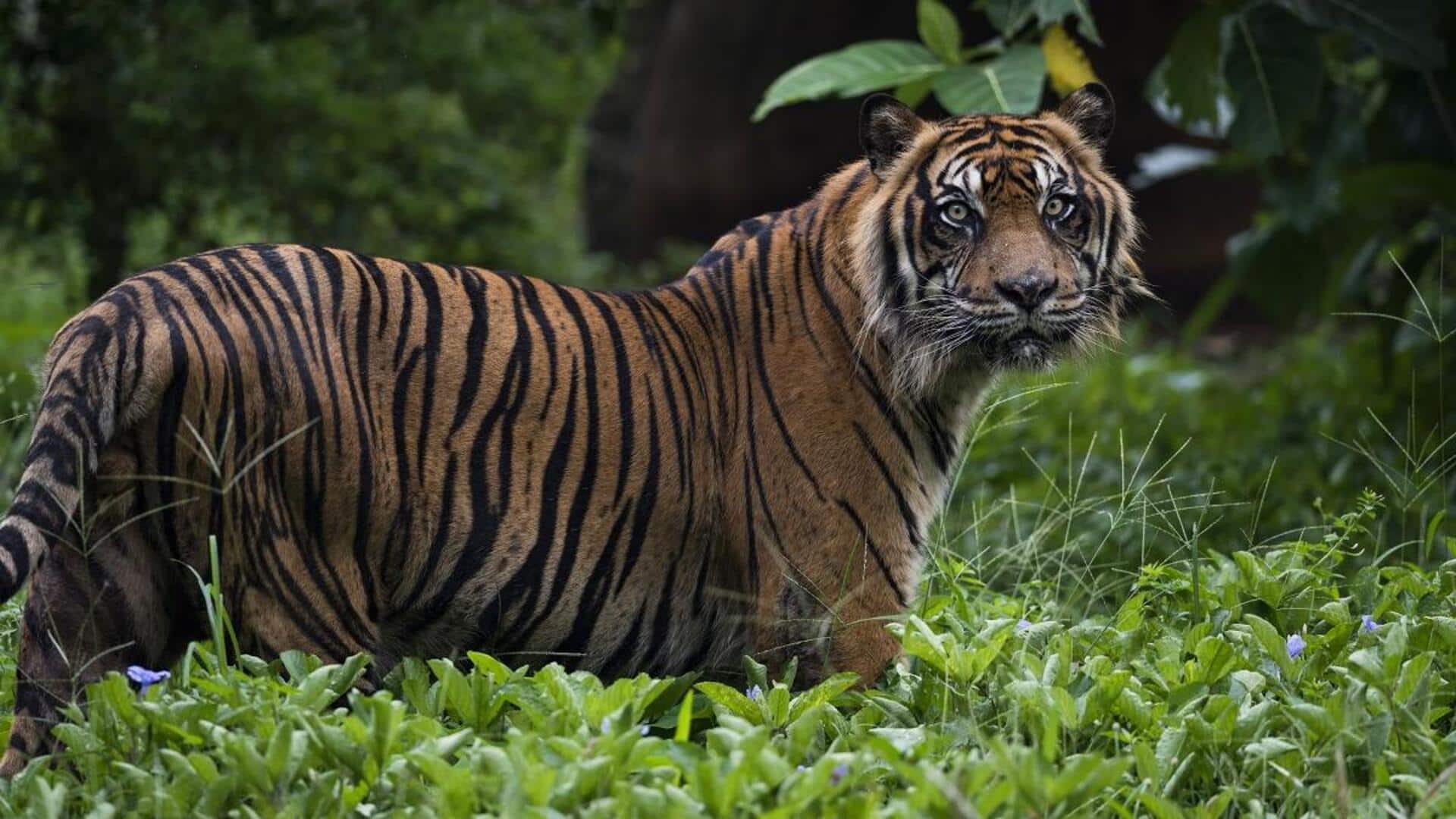 Adaptasi Harimau Sumatera di Hutan Hujan Adaptasi Harimau Sumatera di Hutan Hujan