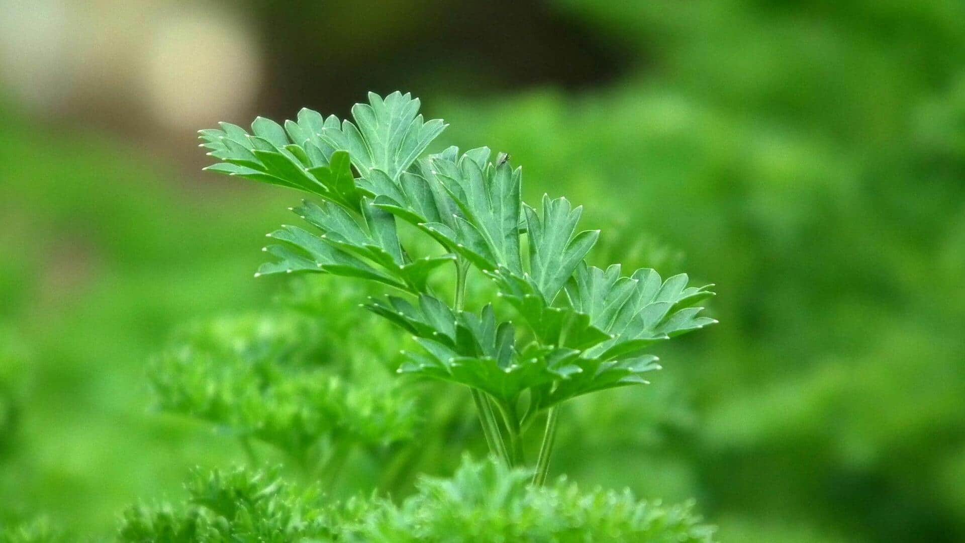 Lima Herbal Mudah yang Bisa Tumbuh di Jendela Anda