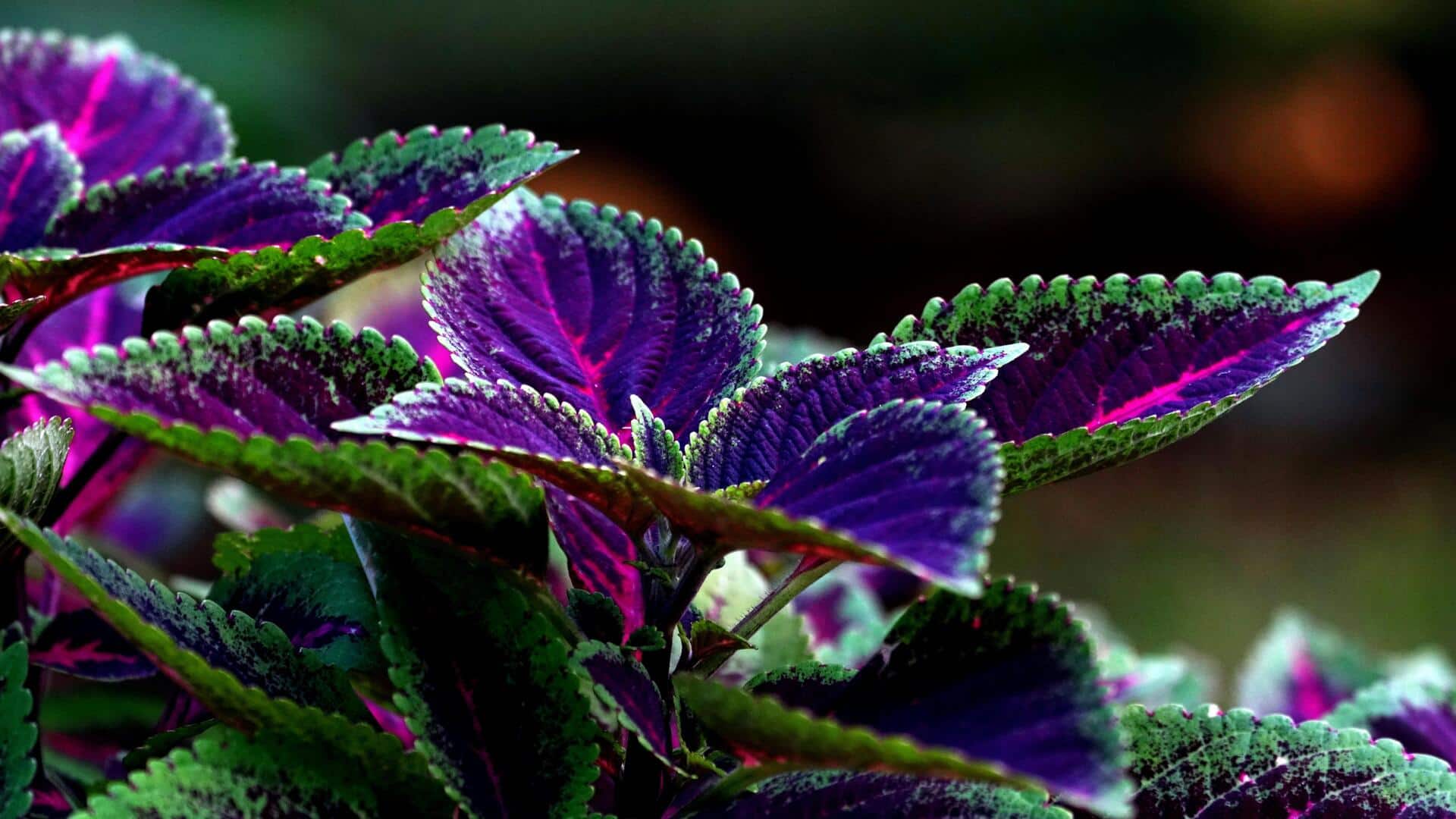 Lima Tips Merawat Miana agar Daunnya Berwarna-warni