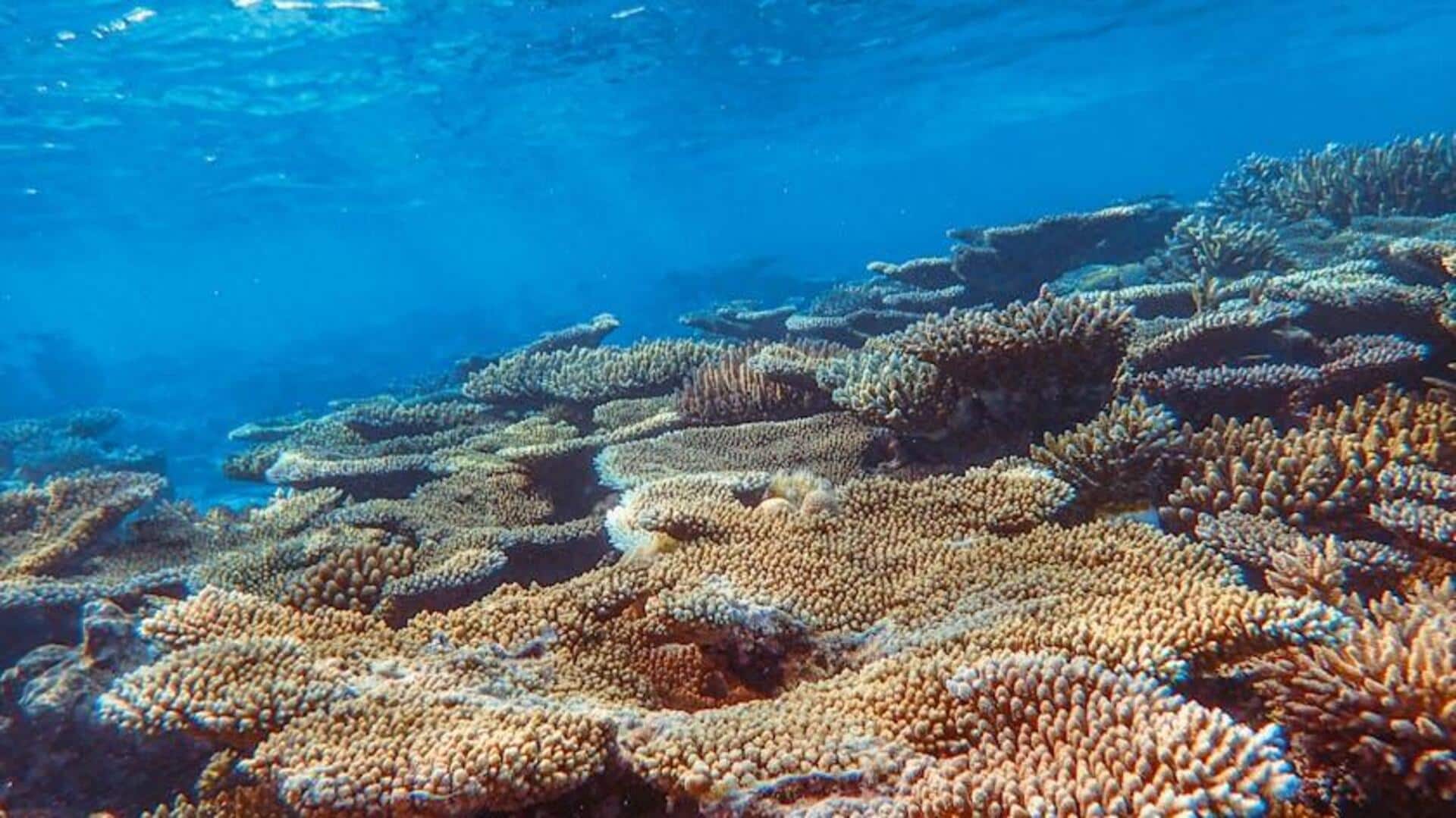 Peran Misterius Plankton dalam Regulasi Iklim