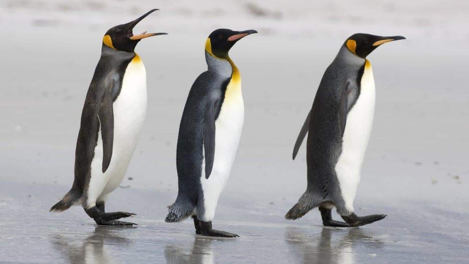 Memahami Suara Langka Penguin dalam Komunikasi Sehari-hari