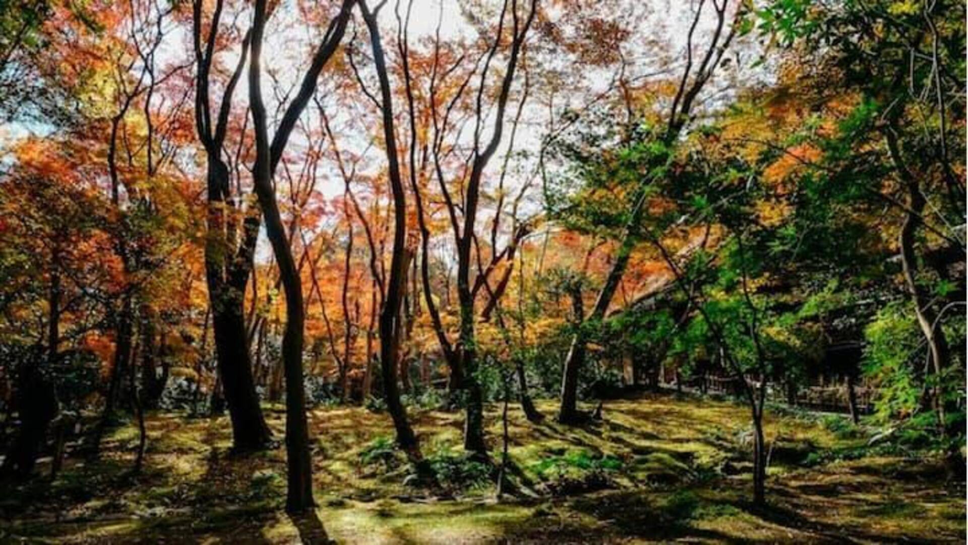 Rasakan Ketenangan Di Taman Jepang Yang Indah Ini