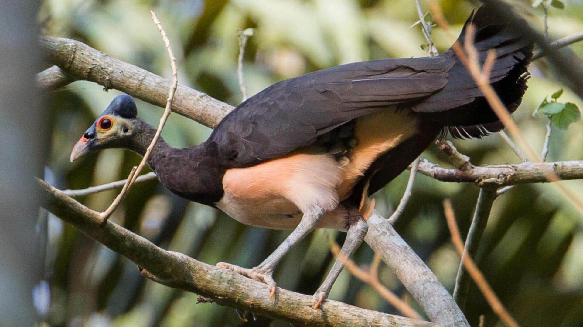 Tarian unik burung maleo Tarian unik burung maleo