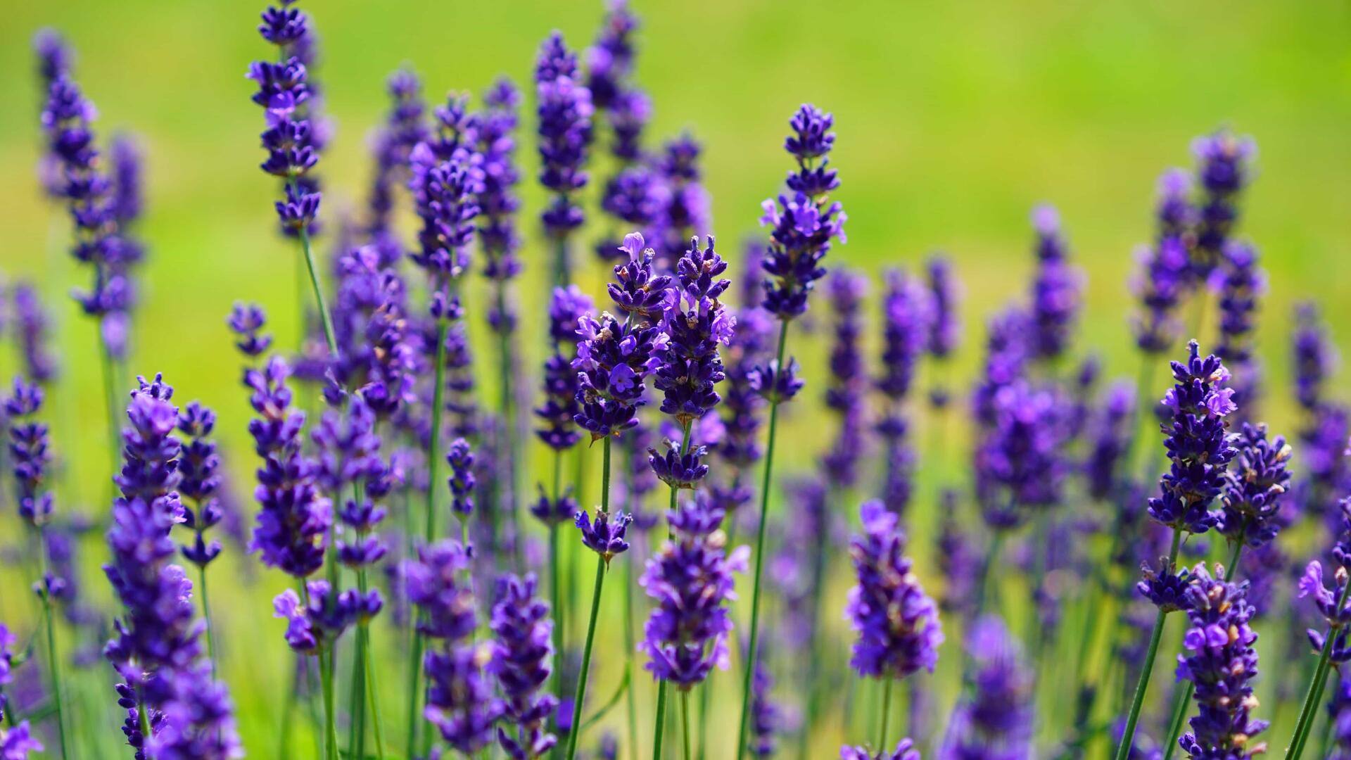 Lima aroma alami untuk menyegarkan rumah Anda