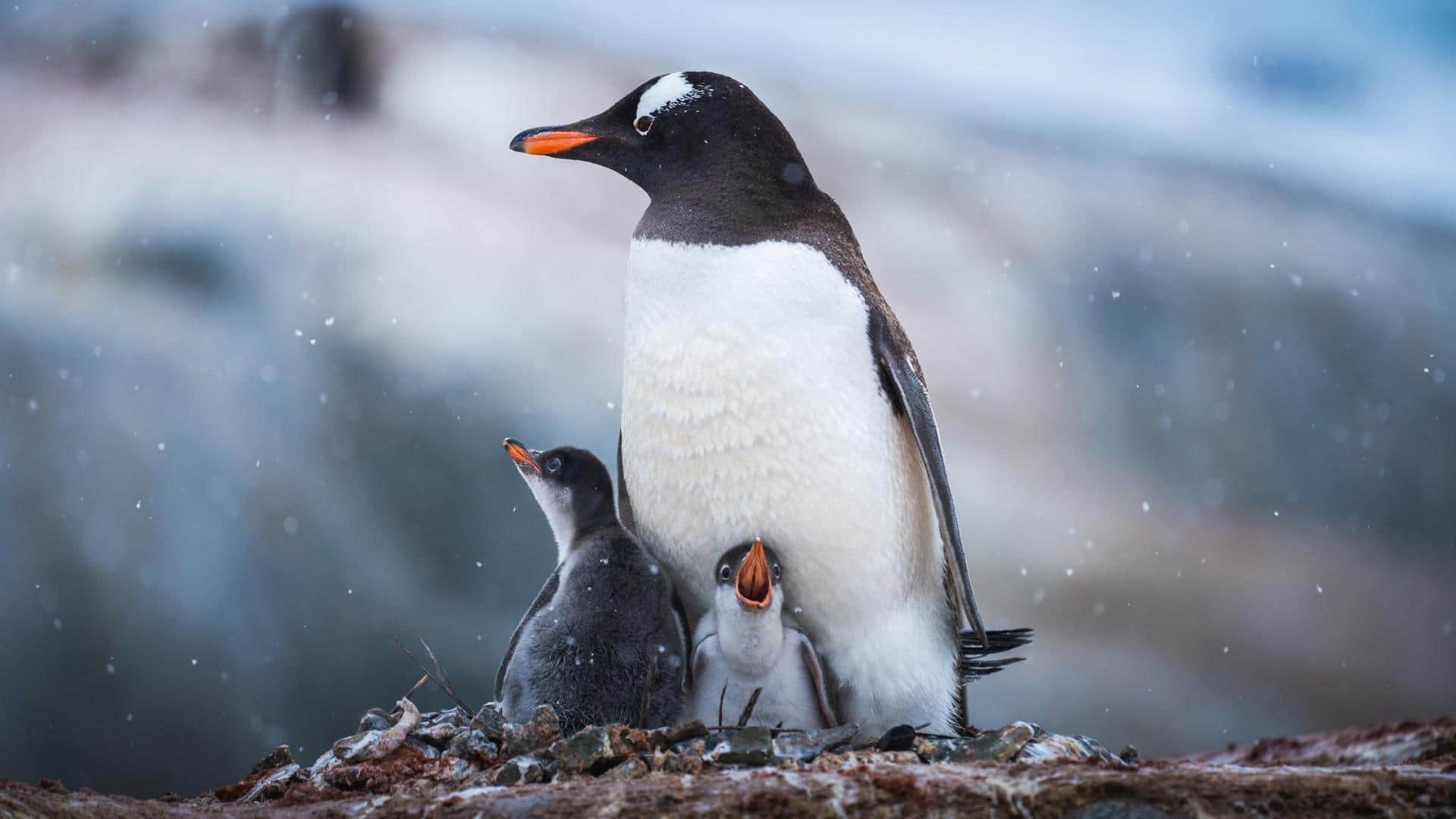 Fakta Mengejutkan tentang Struktur Sosial Penguin