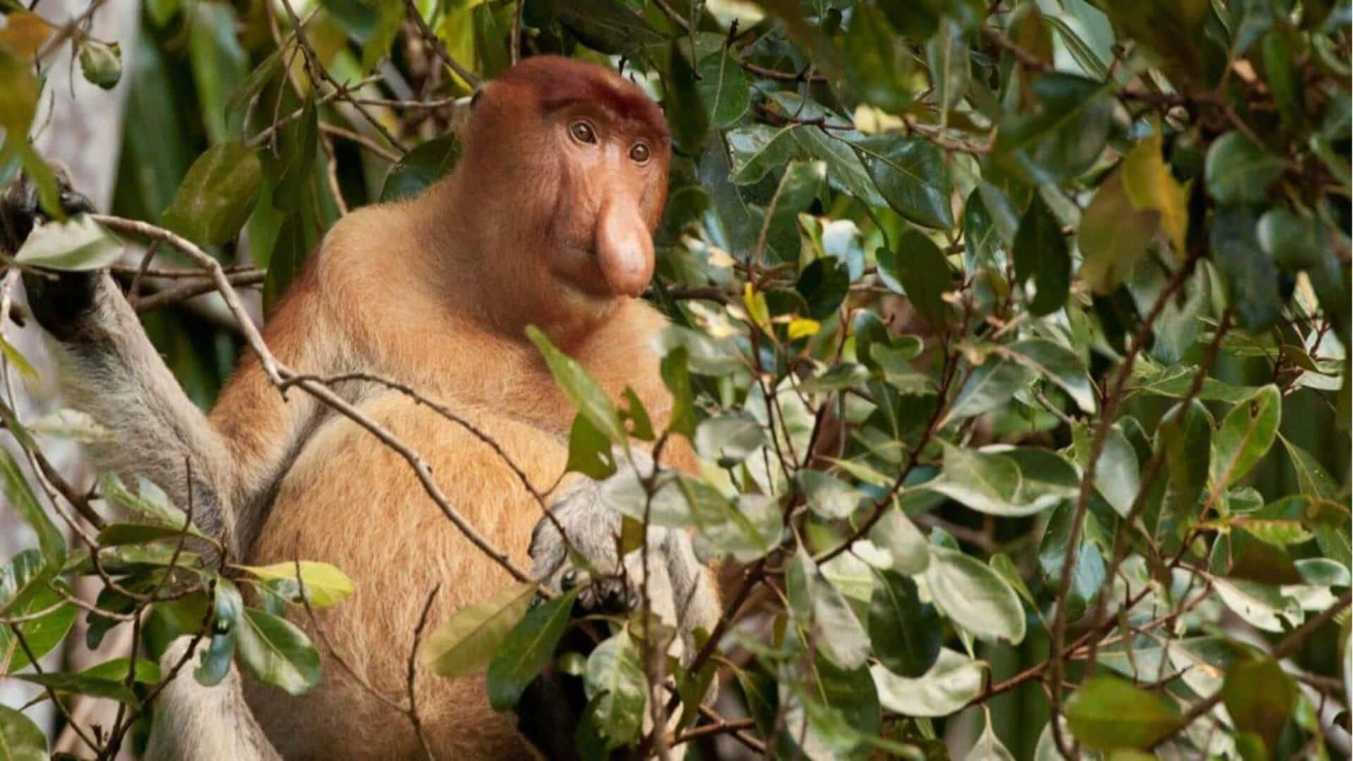 Mengunjungi Borneo di Malaysia? Tambahkan aktivitas ini ke rencana perjalanan Anda 