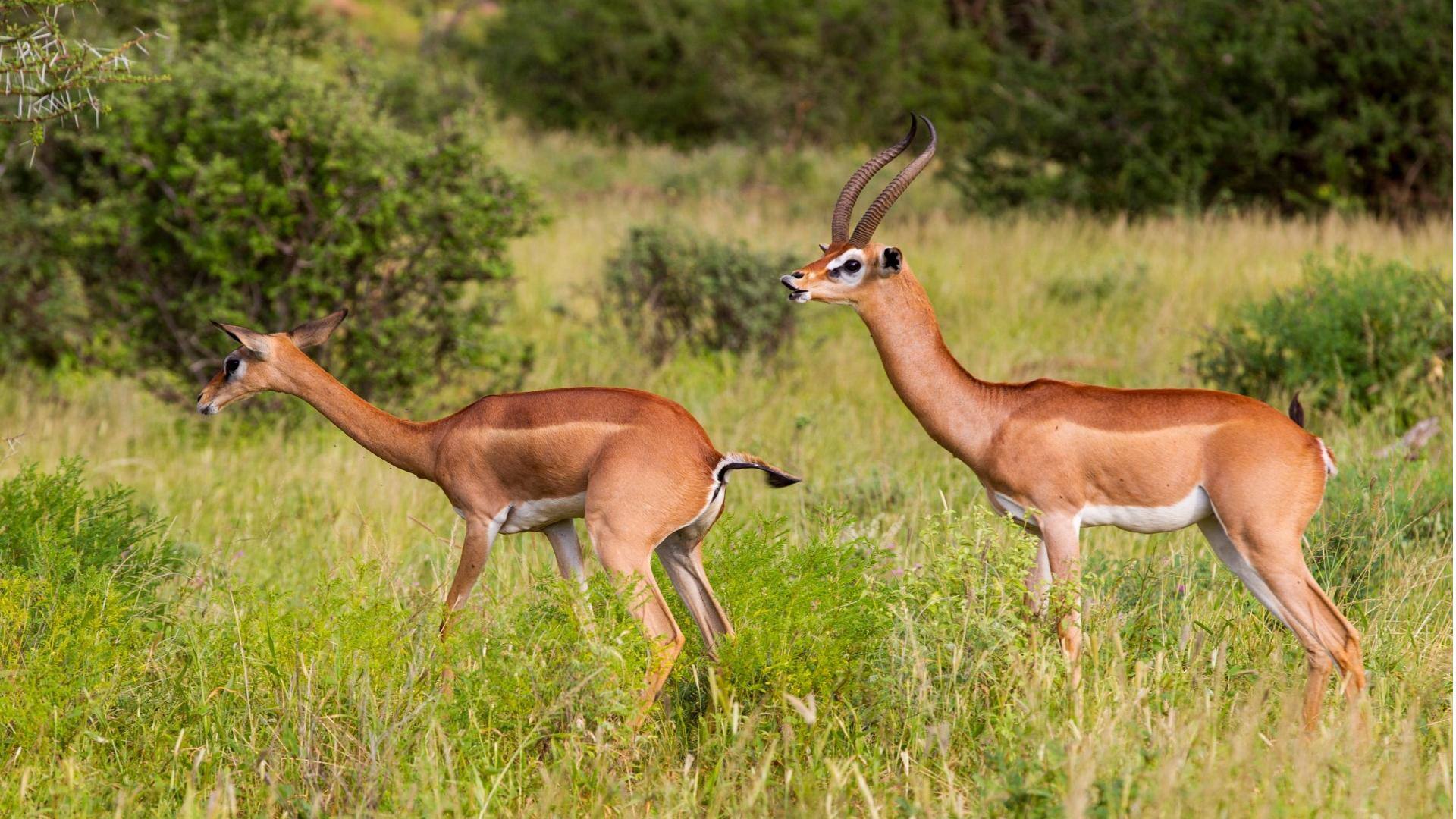 Mempelajari Interaksi Sosial yang Menarik dari Rusa Berleher Panjang