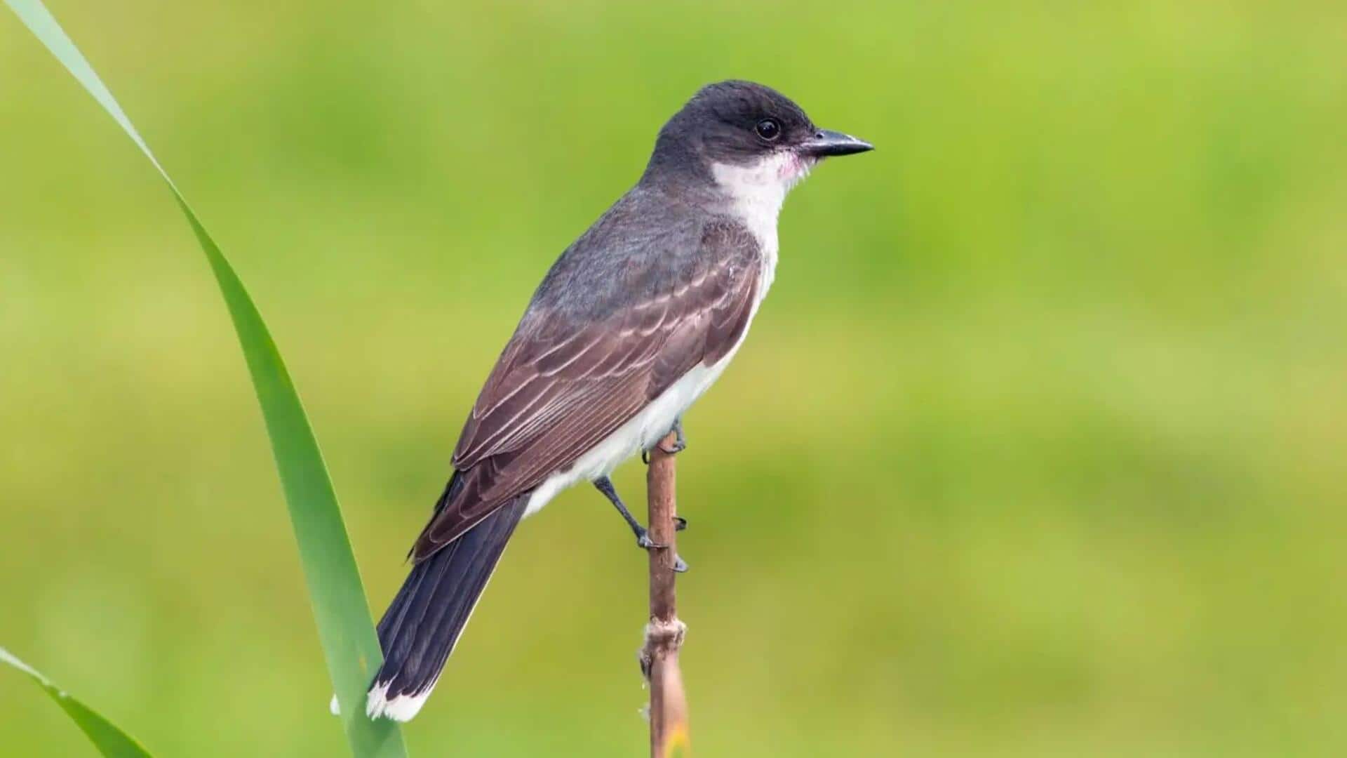 Rahasia Komunikasi Vokal Burung Kingbird