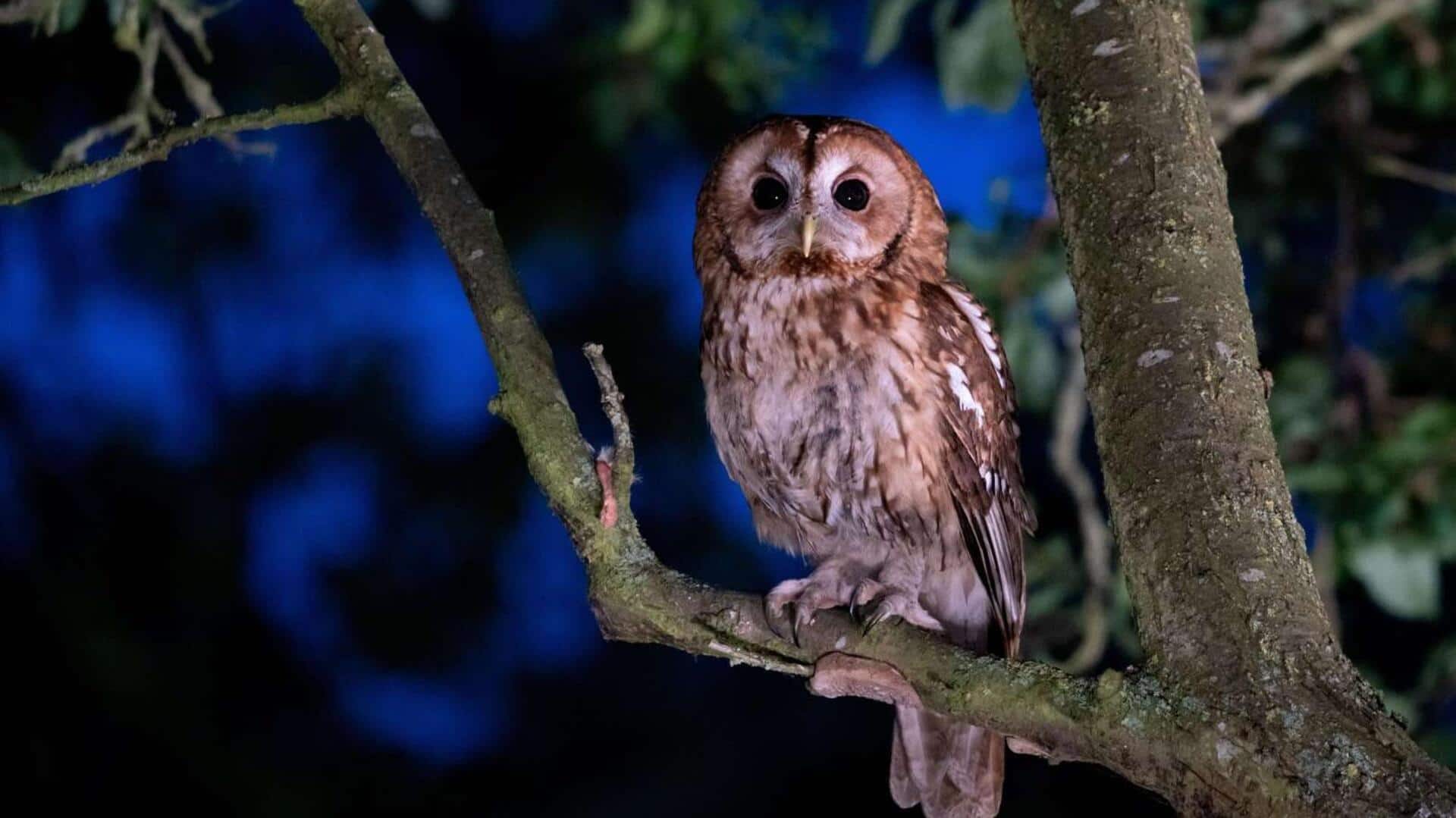 Penglihatan Burung Hantu: Menguasai Kegelapan dengan Presisi