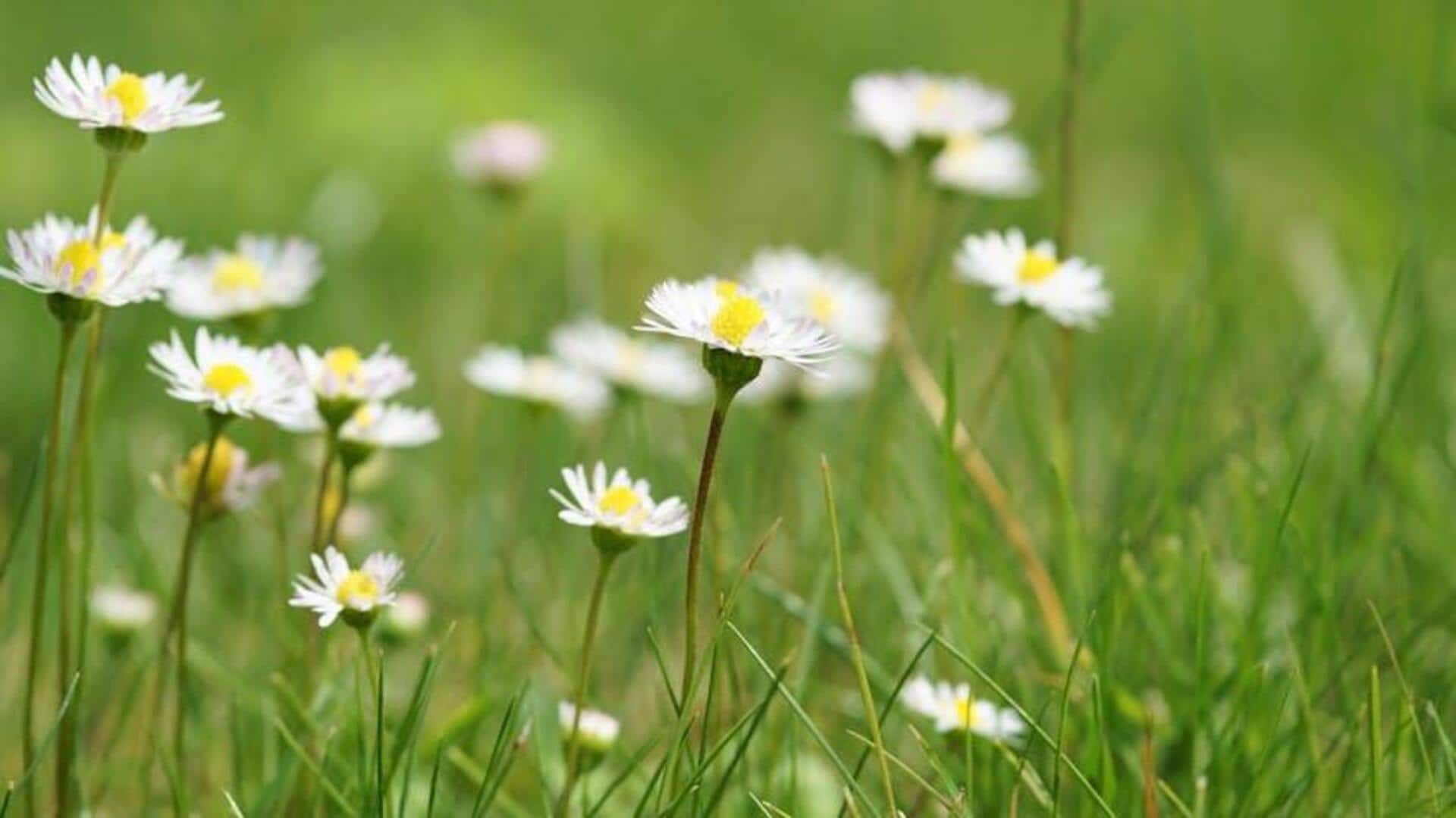 Tips Menanam Bunga Liar untuk Keindahan Taman