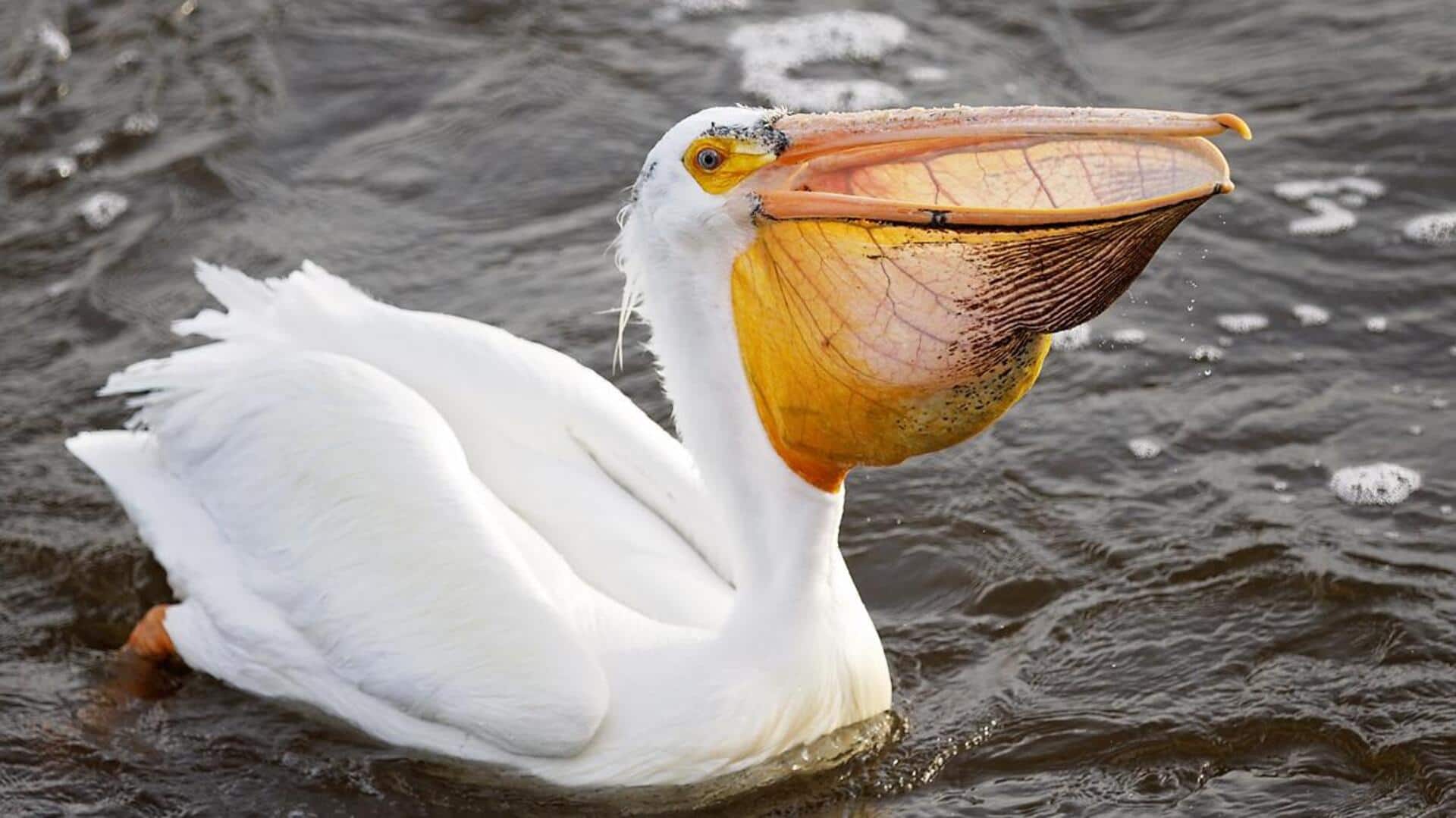 Mengungkap Mitos dan Fakta terkait Teknik Makan Pelikan