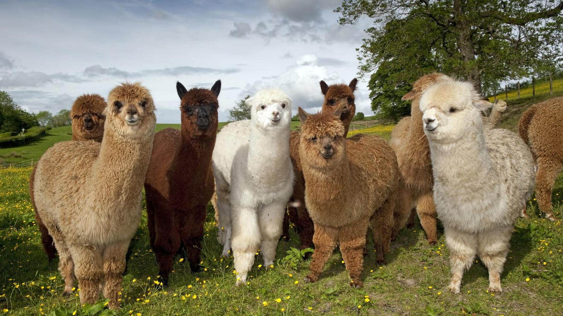 Mengungkap Komunikasi Dengungan Alpaka yang Unik