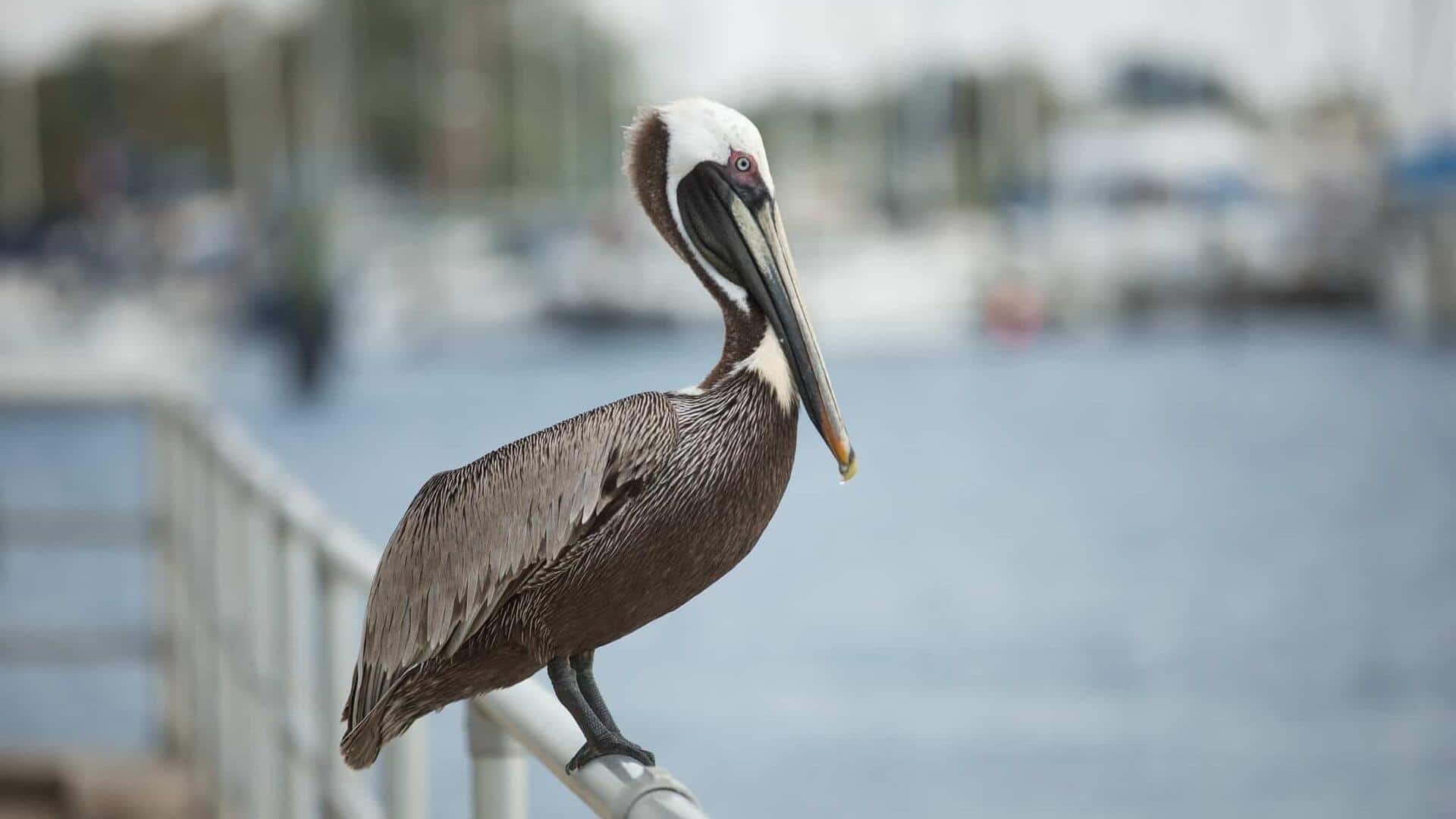 Perilaku Pelikan Liar di Kota Pesisir