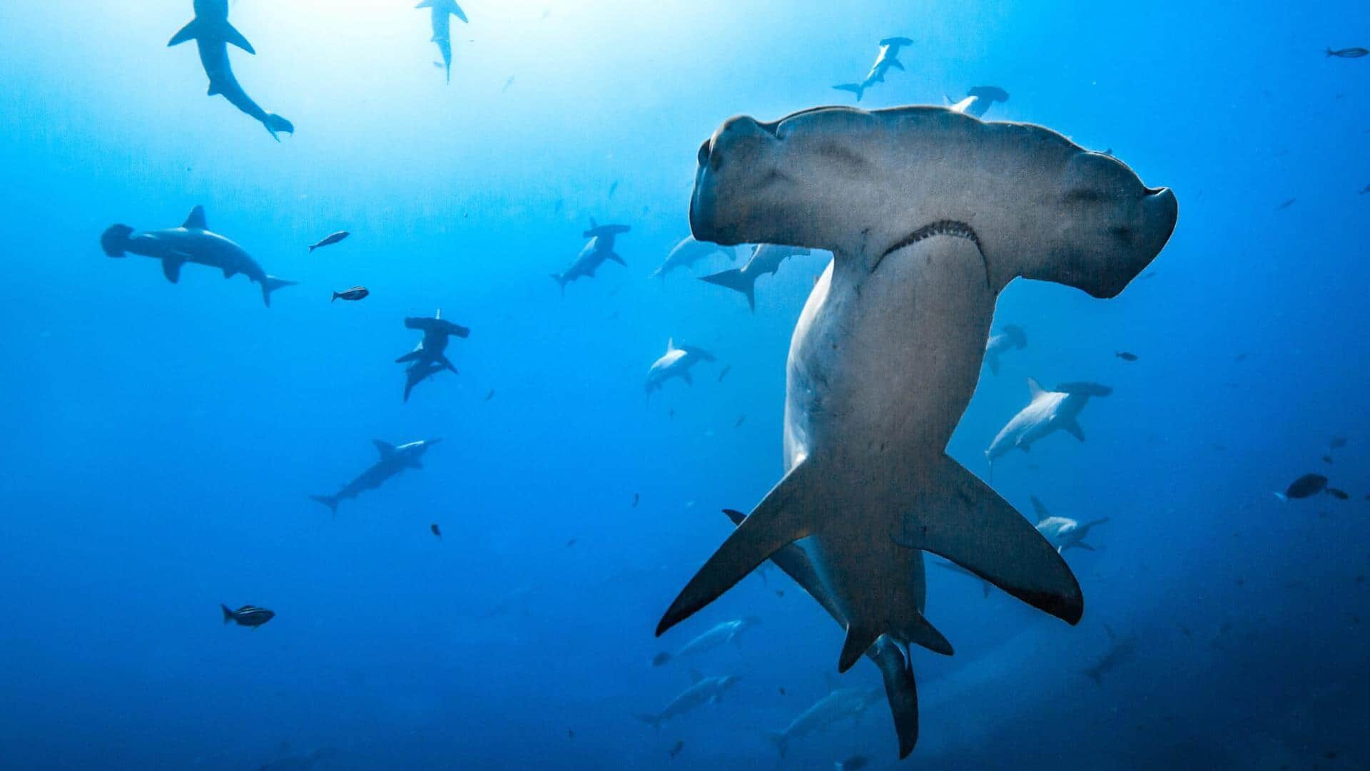 Mengungkap Lima Alasan dari Hiu Martil yang Berenang secara Berkelompok Mengungkap Lima Alasan dari Hiu Martil yang Berenang secara Berkelompok
