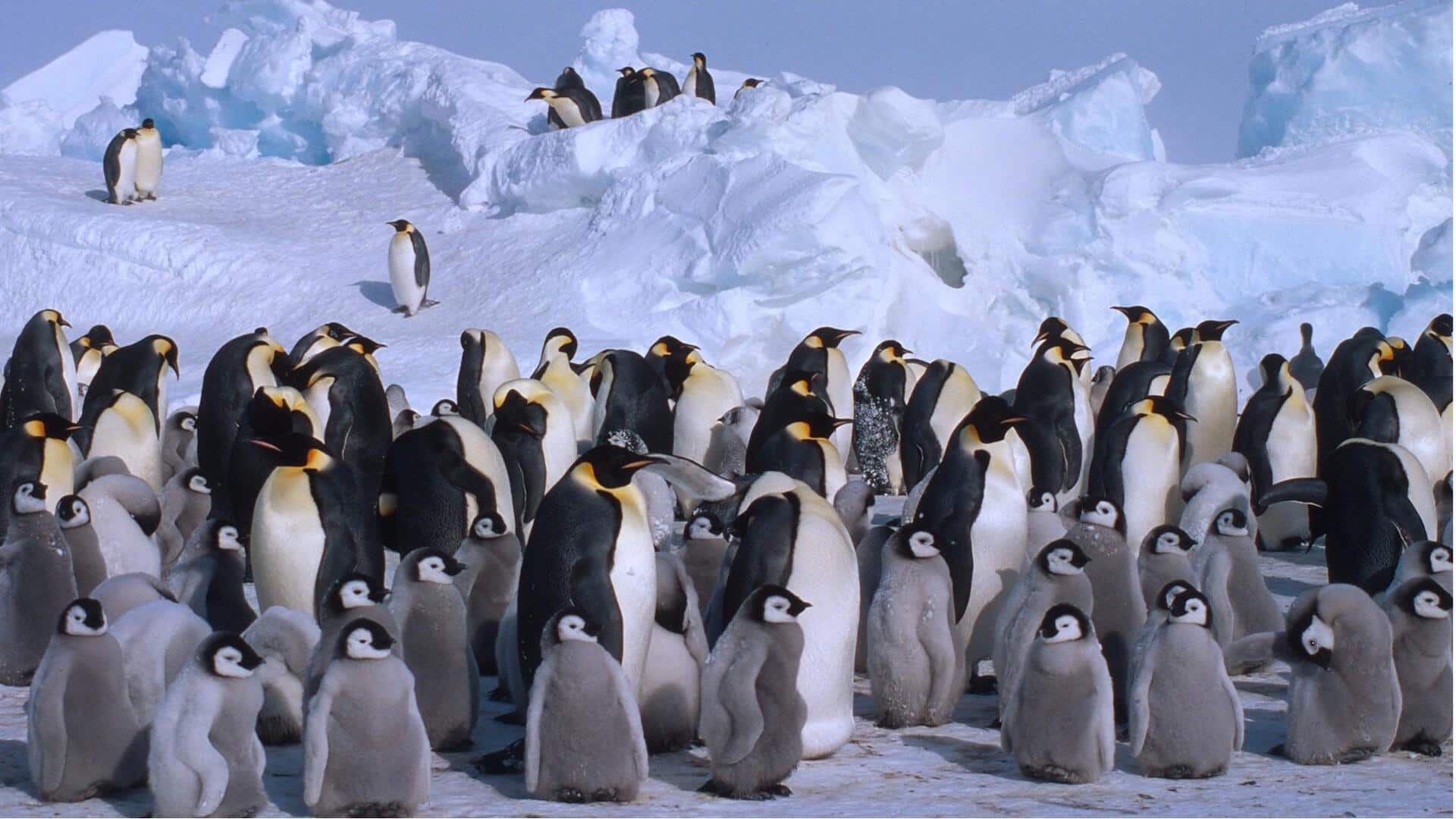 Adaptasi Unik dari Penguin dengan Iklim yang Dingin Adaptasi Unik dari Penguin dengan Iklim yang Dingin