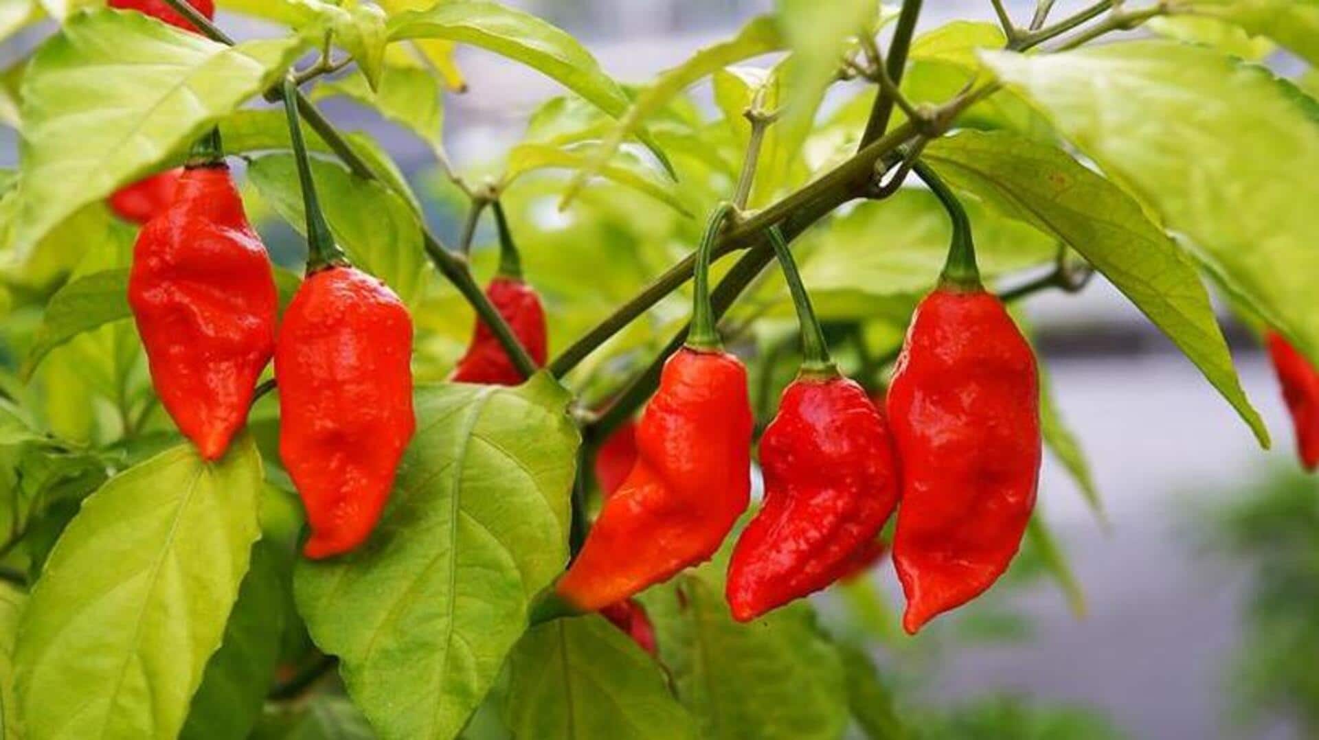Menjelajahi Beragam Varian Cabai Langka Khas India
