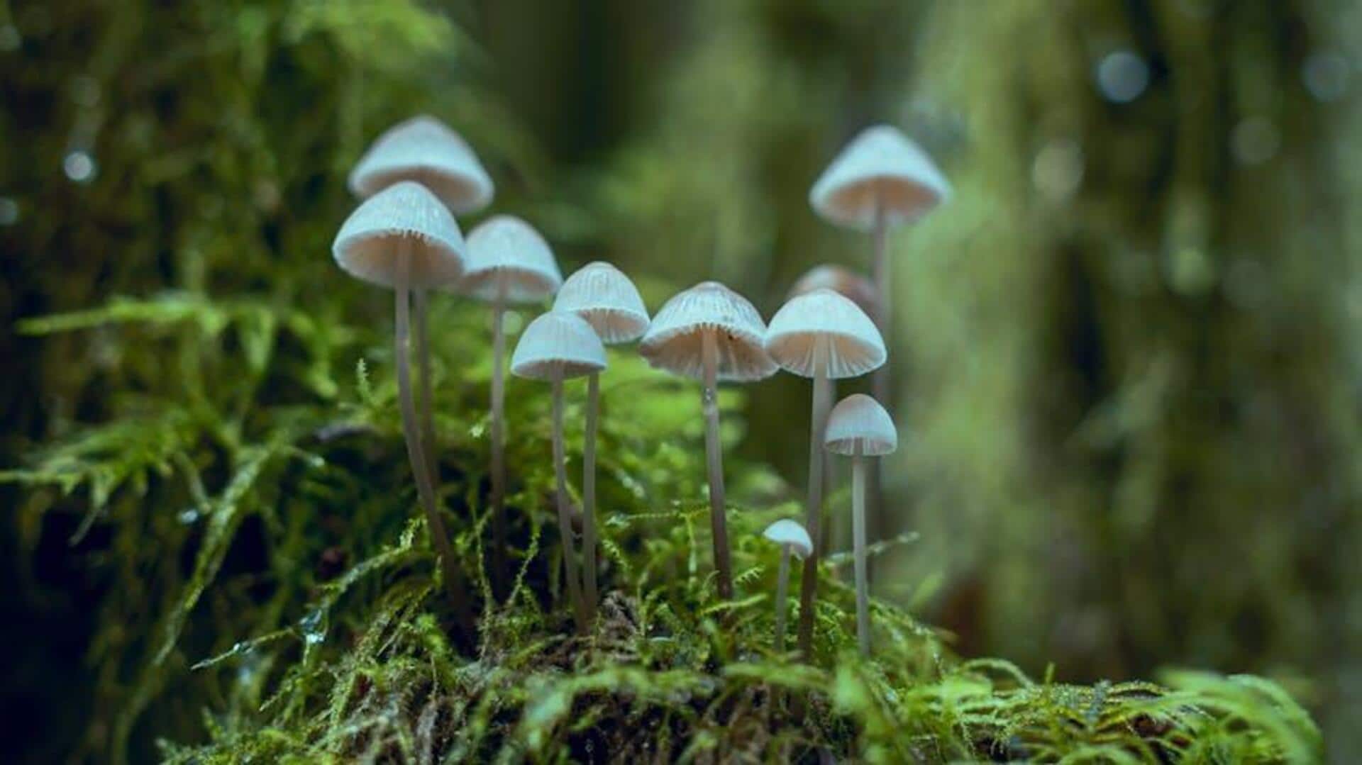 Elektronik Biodegradable Berbasis Jamur: Masa Depan Teknologi