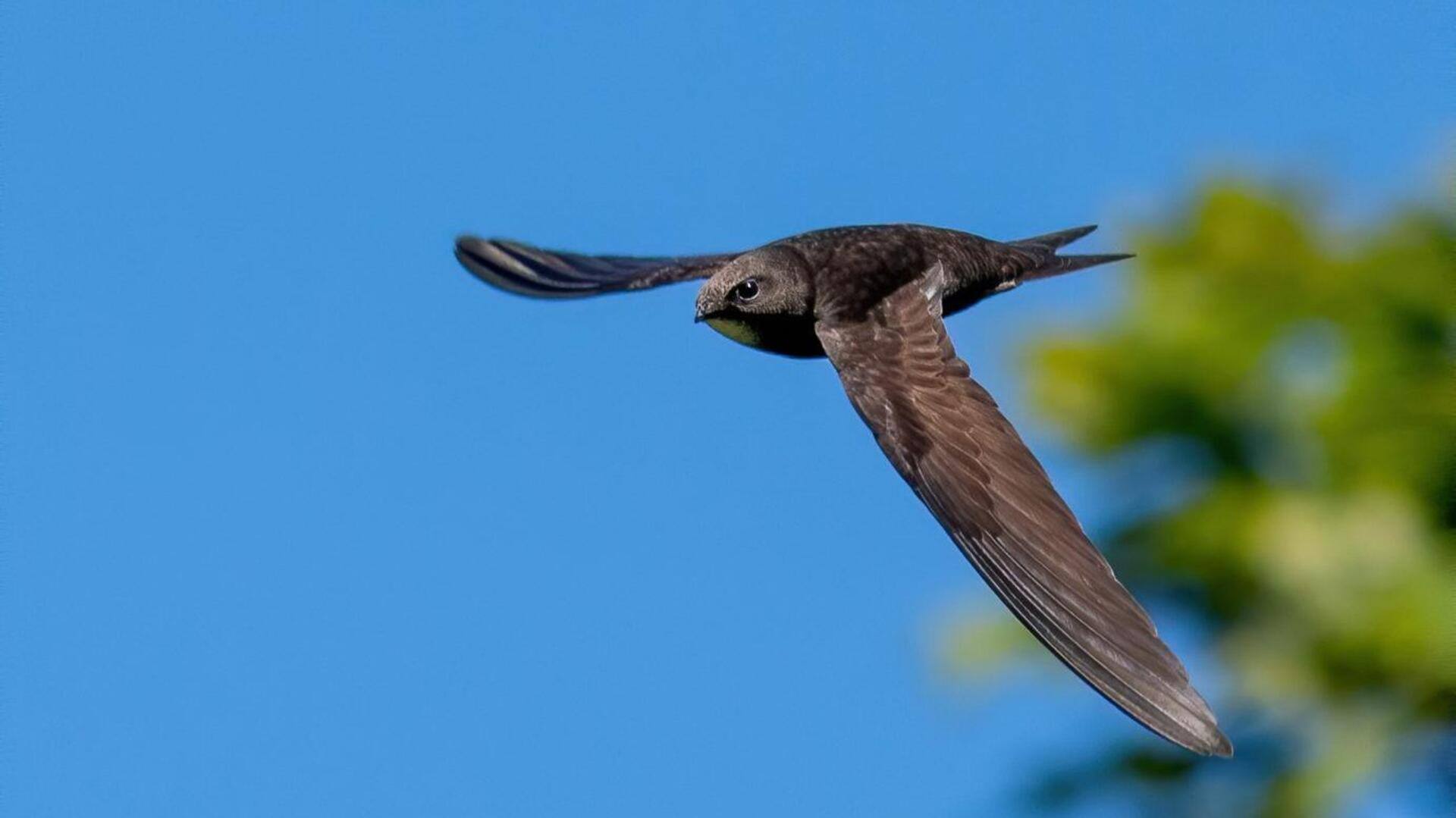 Perubahan Habitat Burung Swifts di Lingkungan Perkotaan