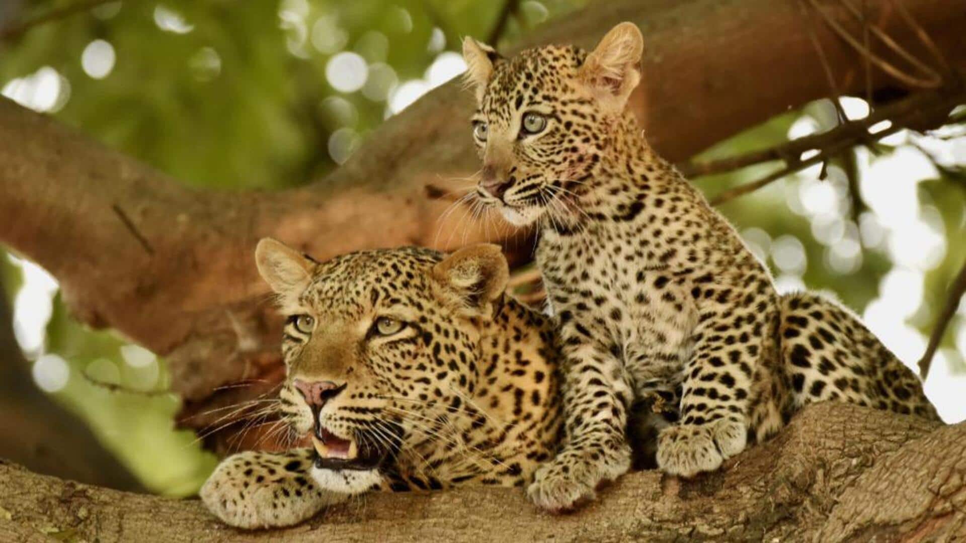 Mengungkap Pola Perilaku Anak Macan Tutul di Alam Liar