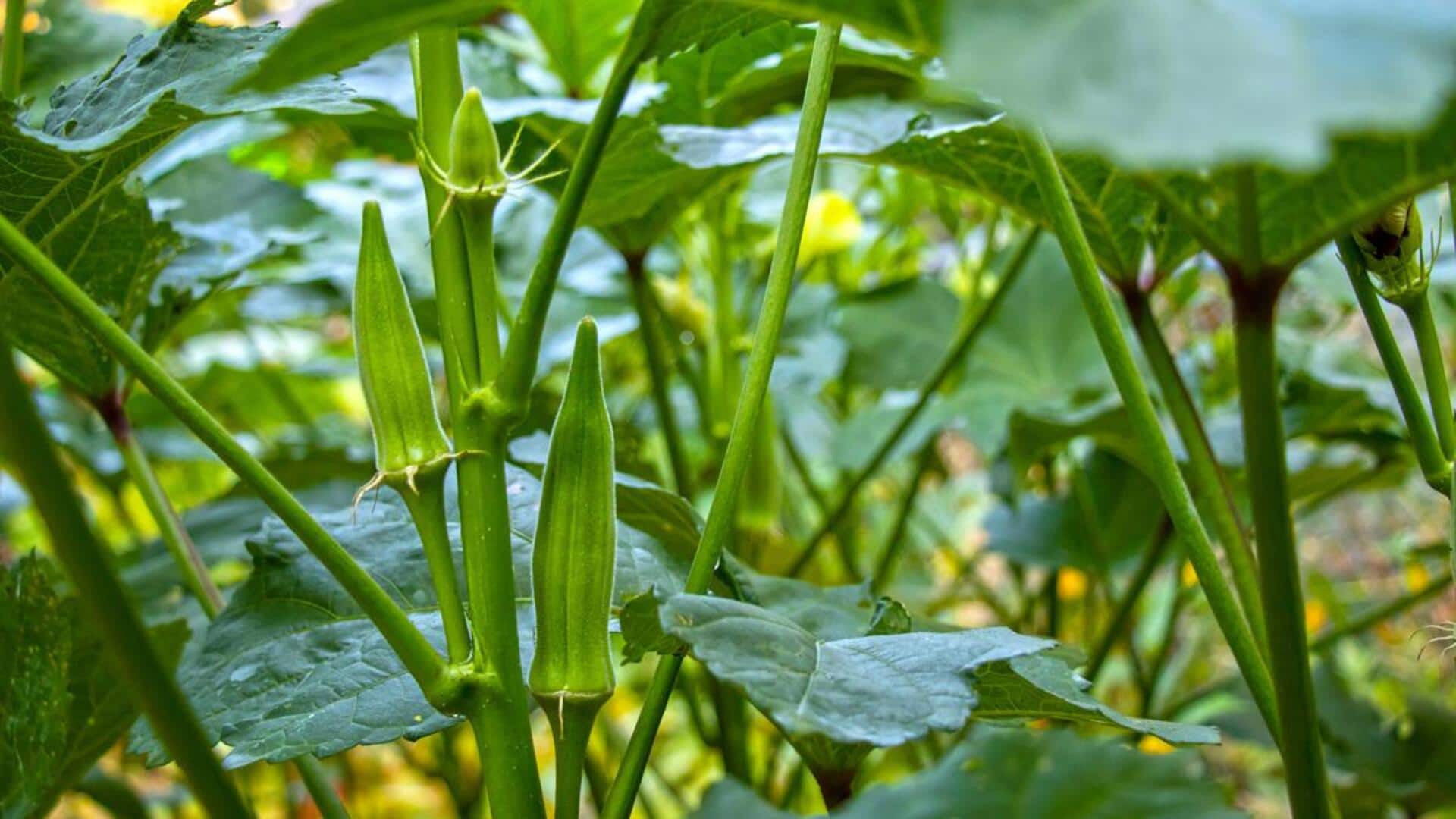 Keajaiban Daun Okra: Lima Resep Menarik