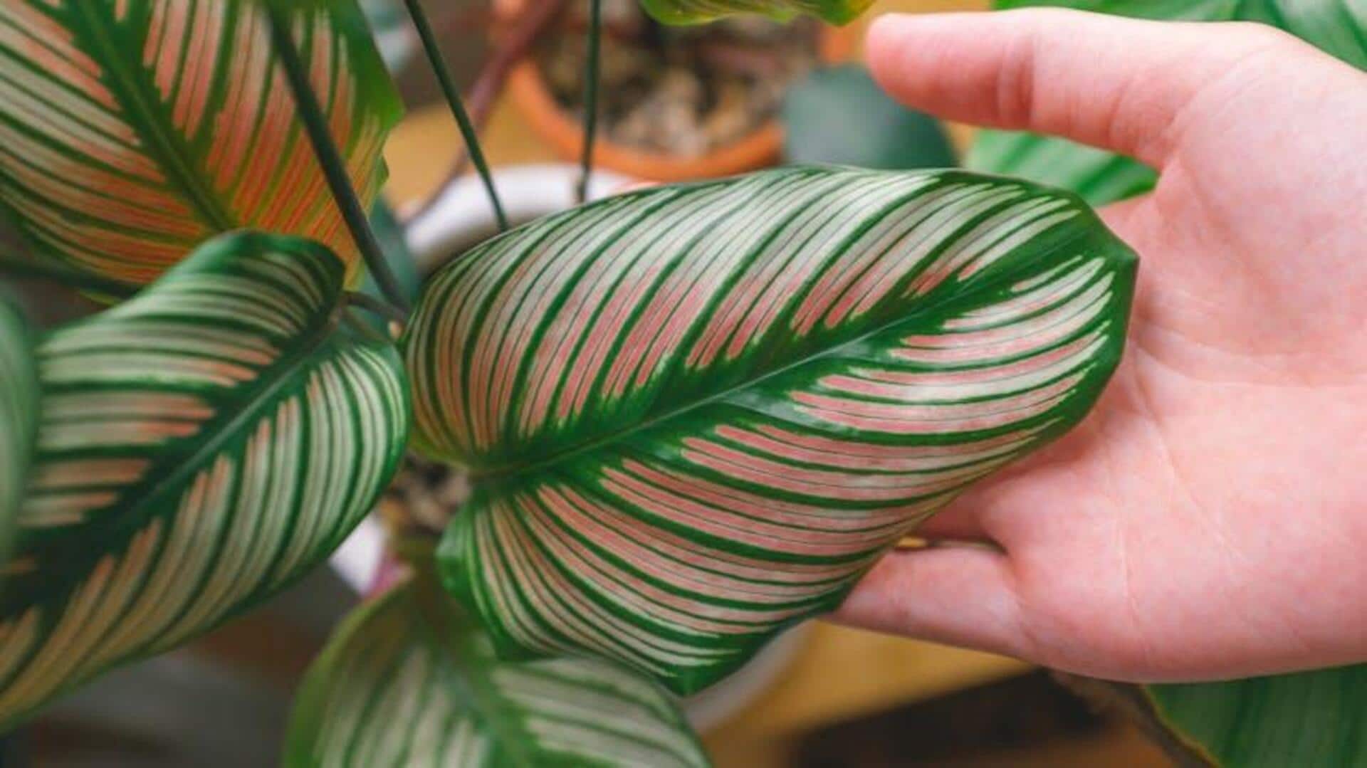 Daun Tanaman Dalam Ruangan Berwarna Cerah