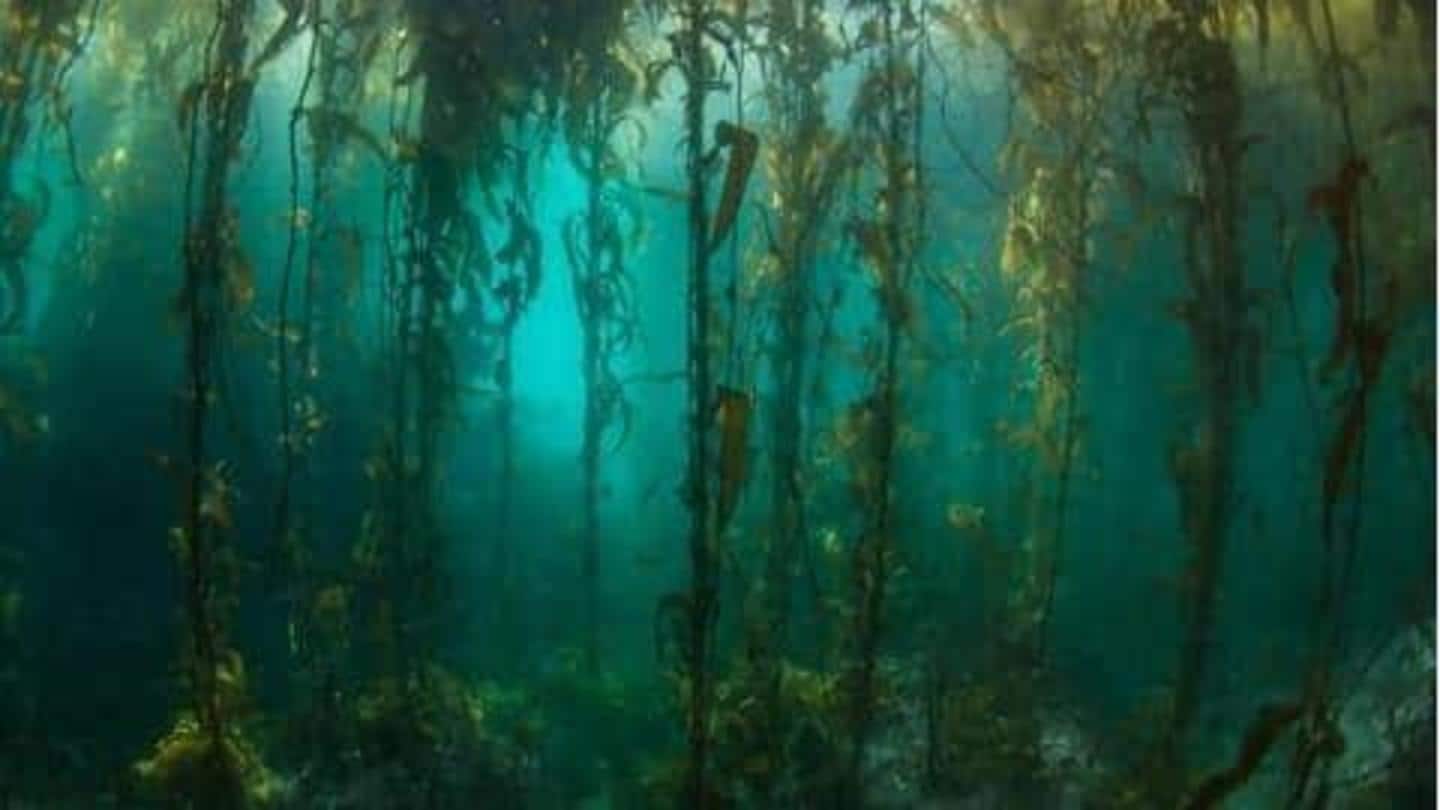 Hutan bawah laut: Lebih besar dari Amazon, lebih produktif dari perkiraan