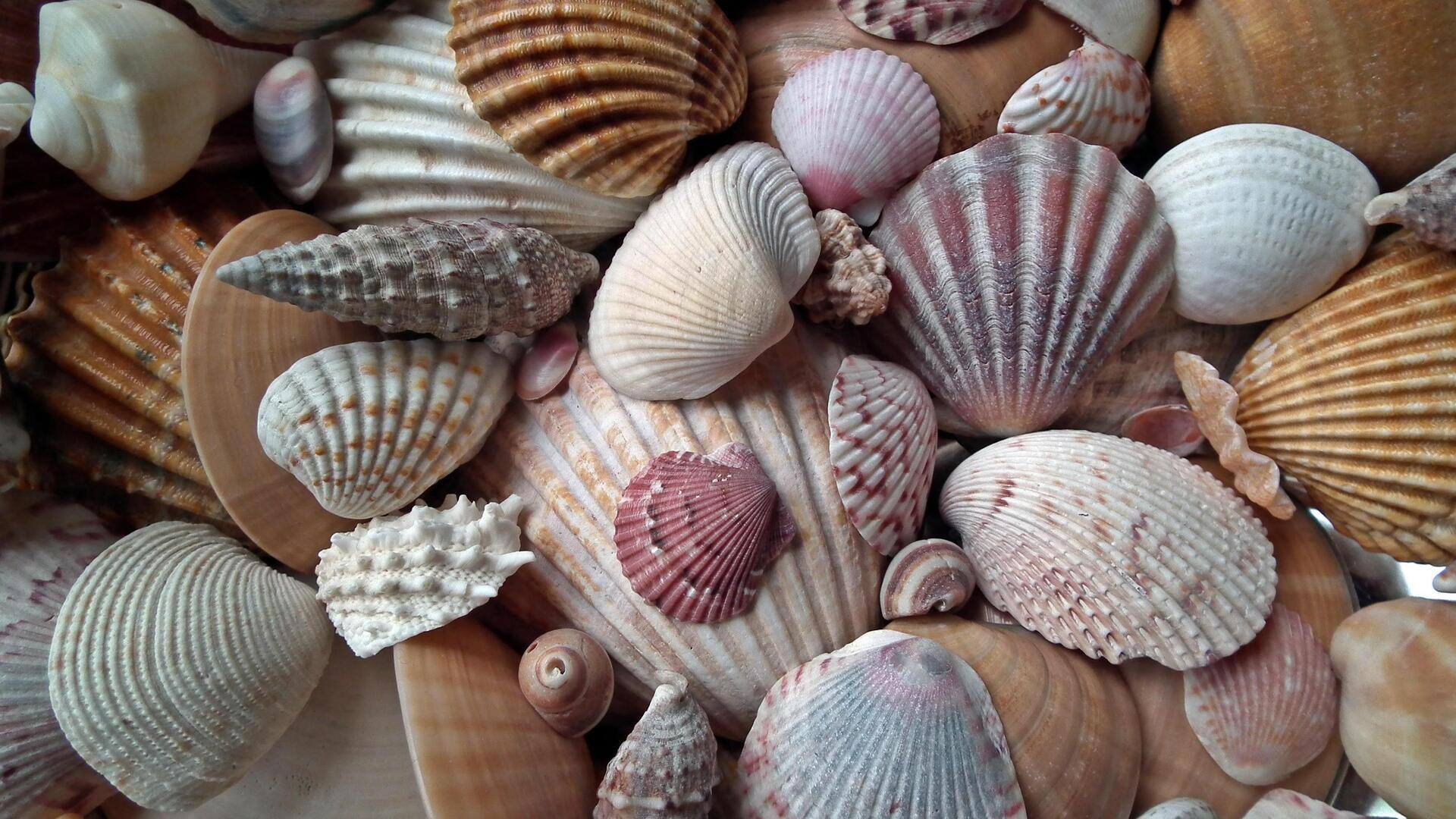 Dekorasi rumah dengan kerang laut
