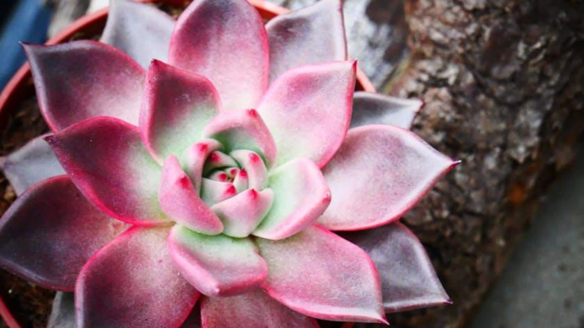 Rahasia Menanam Sukulen Berwarna di Ruang Kecil