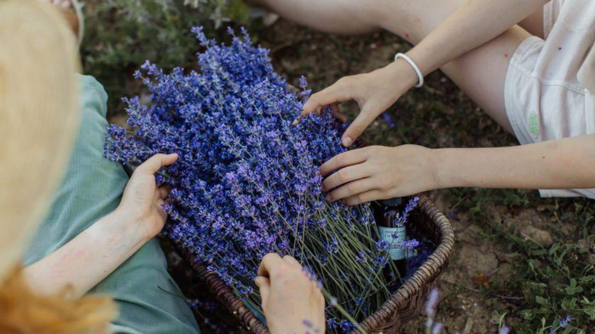 Cara Unik Menanam Lavender di Dalam Ruangan