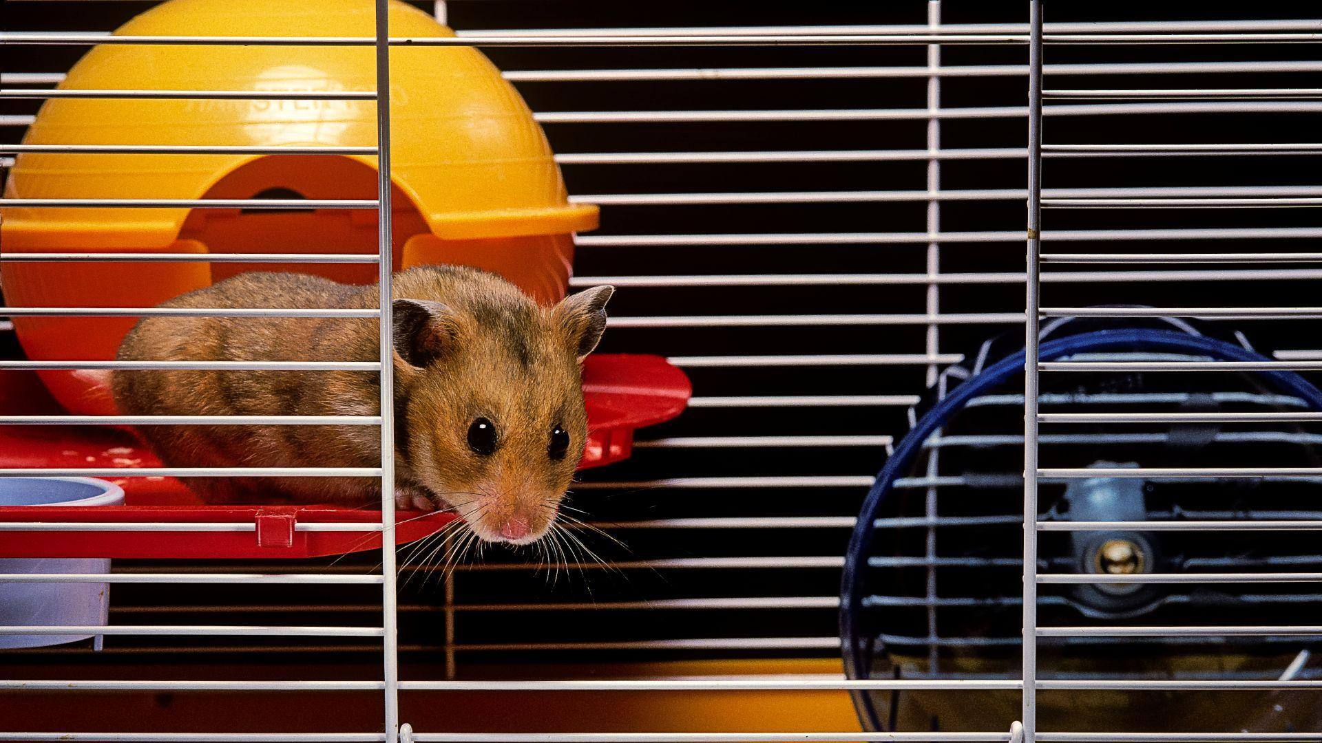 Metode Komunikasi Hamster yang Mungkin Belum Anda Ketahui