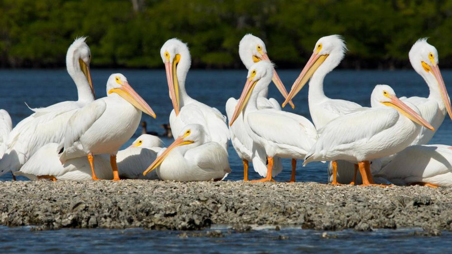 Menemukan Keajaiban Alam dari Perilaku Pelikan yang Unik