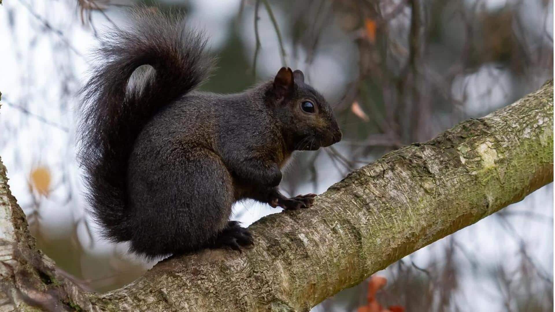 Mengungkap Variasi Warna yang Unik pada Tupai Liar