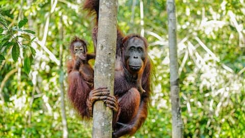 Menemukan Suaka Margasatwa Tersembunyi di Kalimantan Menemukan Suaka Margasatwa Tersembunyi di Kalimantan