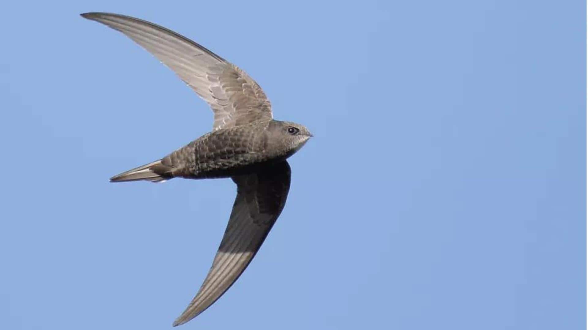 Menjelajahi Rute Migrasi Burung Swift yang Misterius