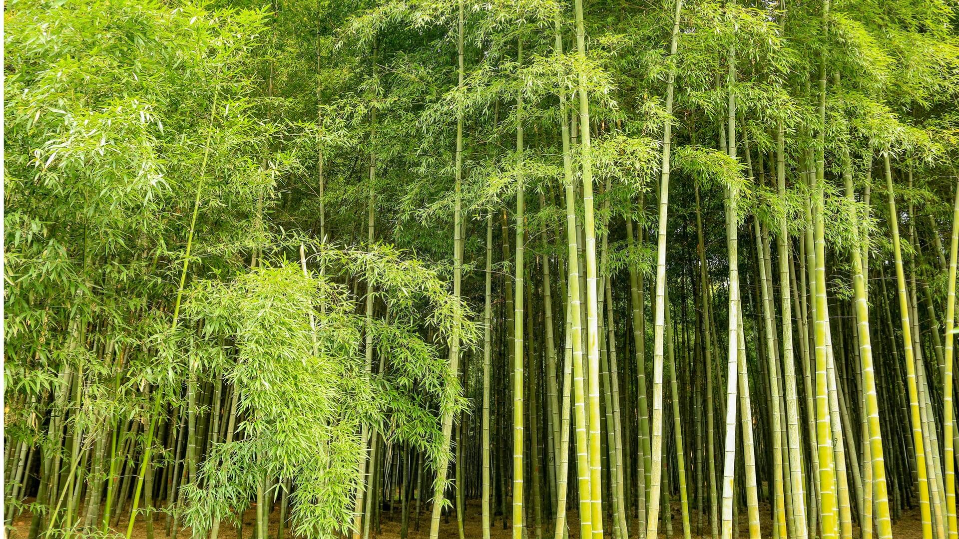 Jenis Bambu Cepat Tumbuh Terbaik Jenis Bambu Cepat Tumbuh Terbaik