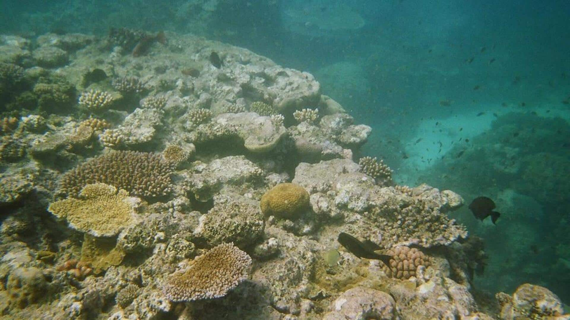 Menjelajahi keajaiban Great Barrier Reef, Australia