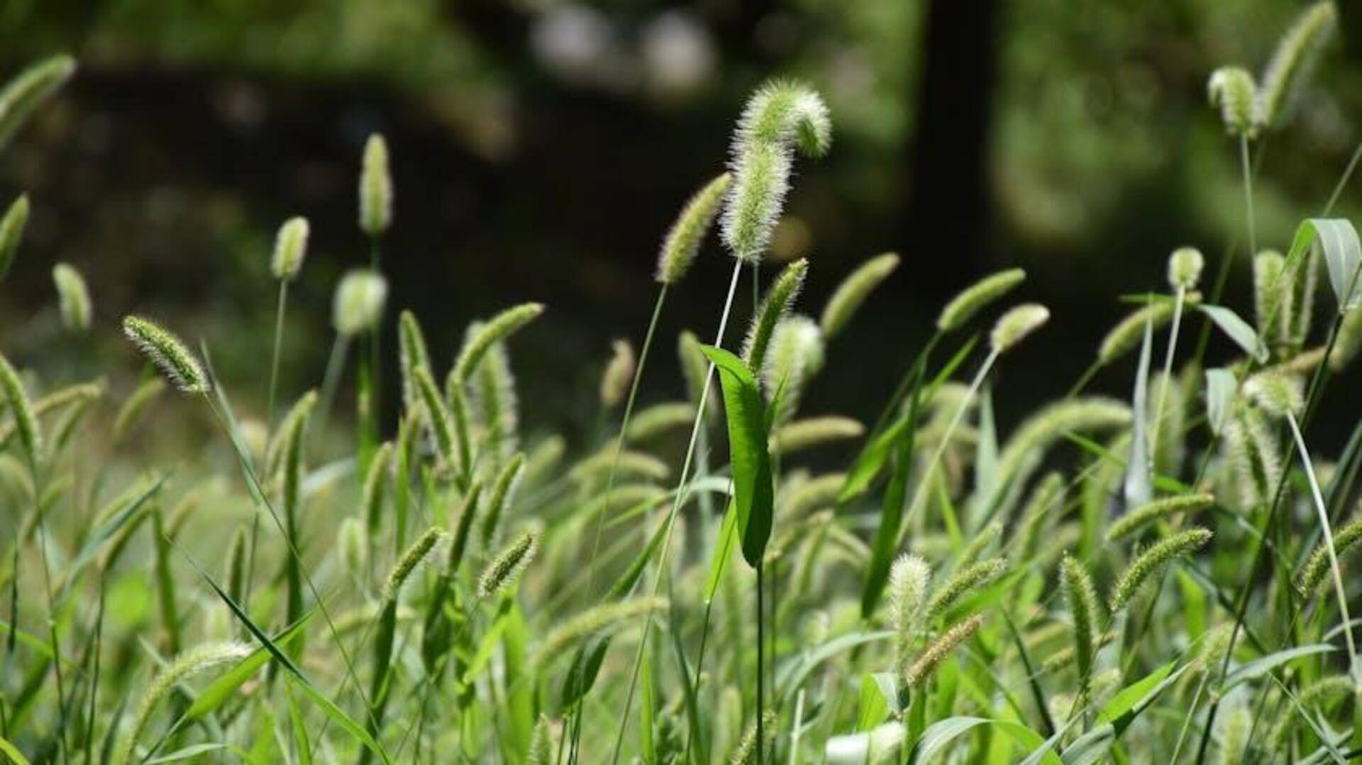 Lima Rumput Hias Tahan Angin untuk Atap Indonesia