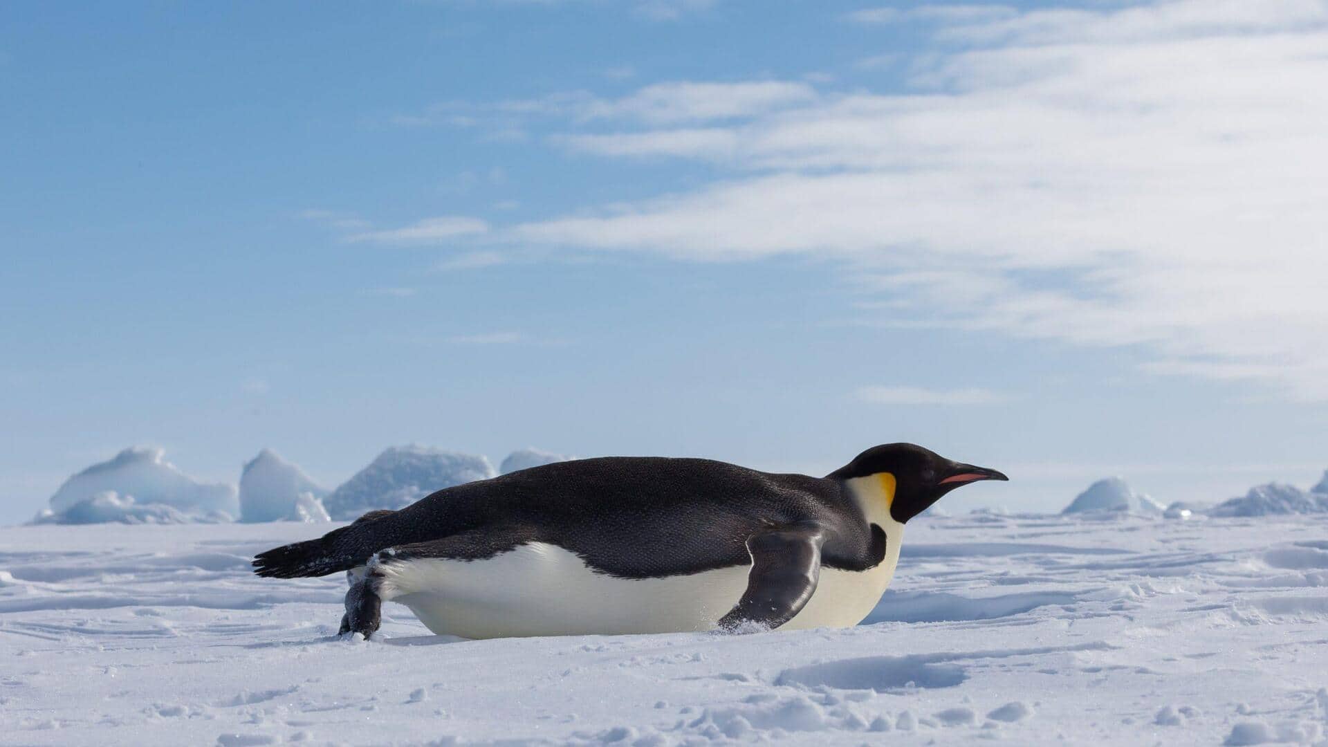 Lima Cara Unik Penguin Menggunakan Sayapnya Selain untuk Berenang
