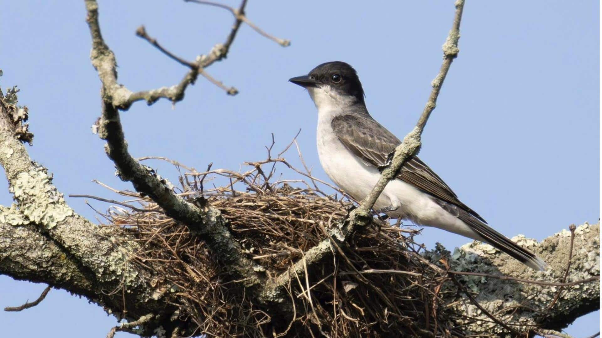 Mempelajari Teknik Unik Kingbird dalam Membangun Sarang
