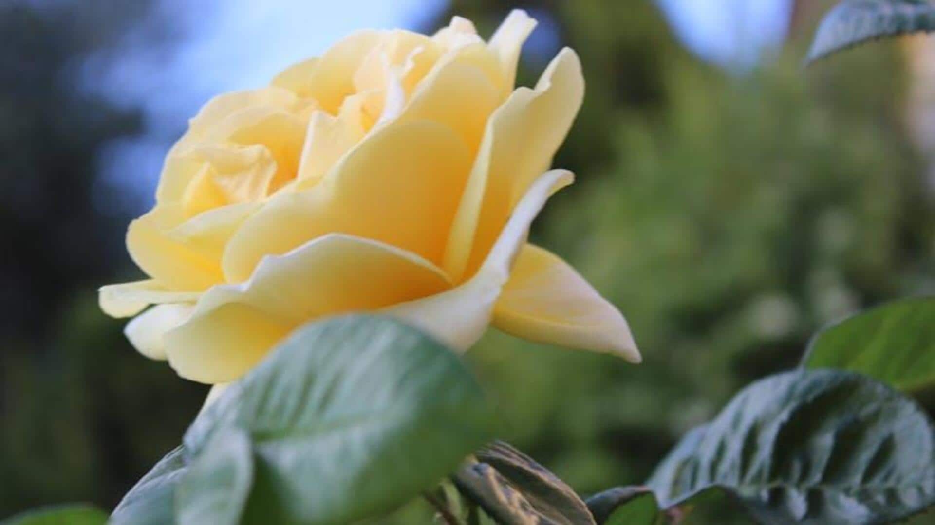 Mengungkap Makna Tersembunyi dari Bunga Kebun Anda