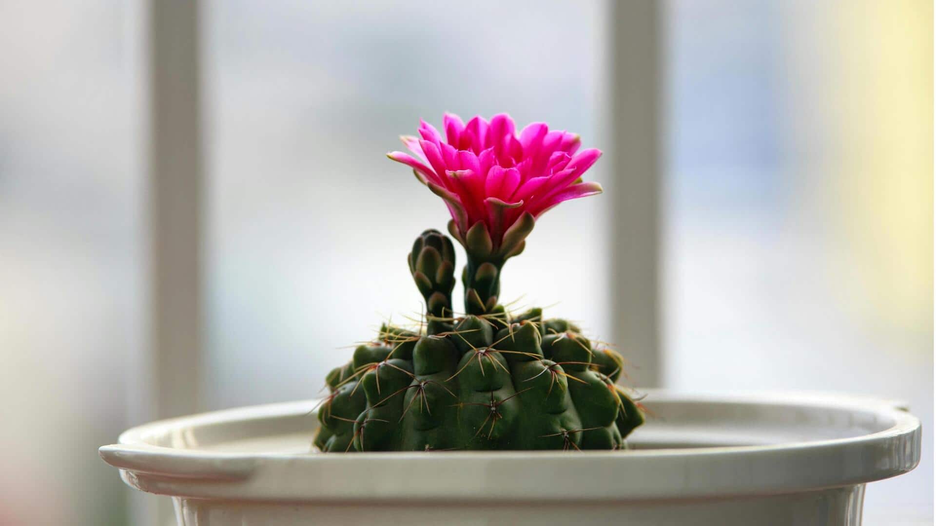 Taman Kaktus Dalam Ruangan: Tips Pertumbuhan Penting untuk Pemula