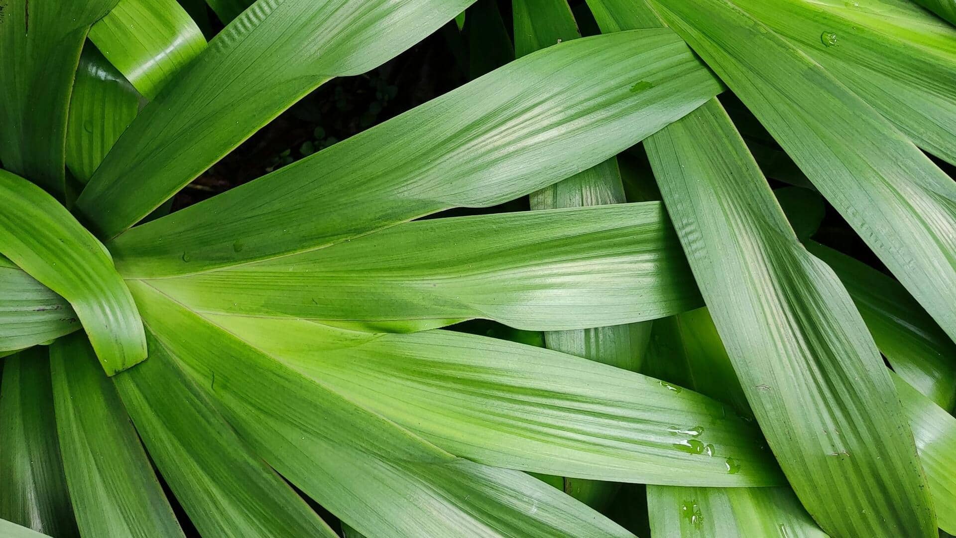 Cara Memangkas Daun Pandan agar Tumbuh Subur