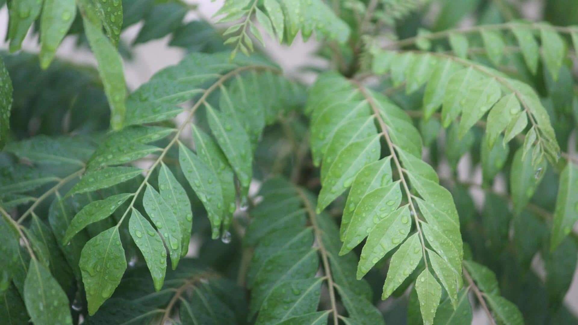 Manfaat daun kari untuk kebersihan rumah