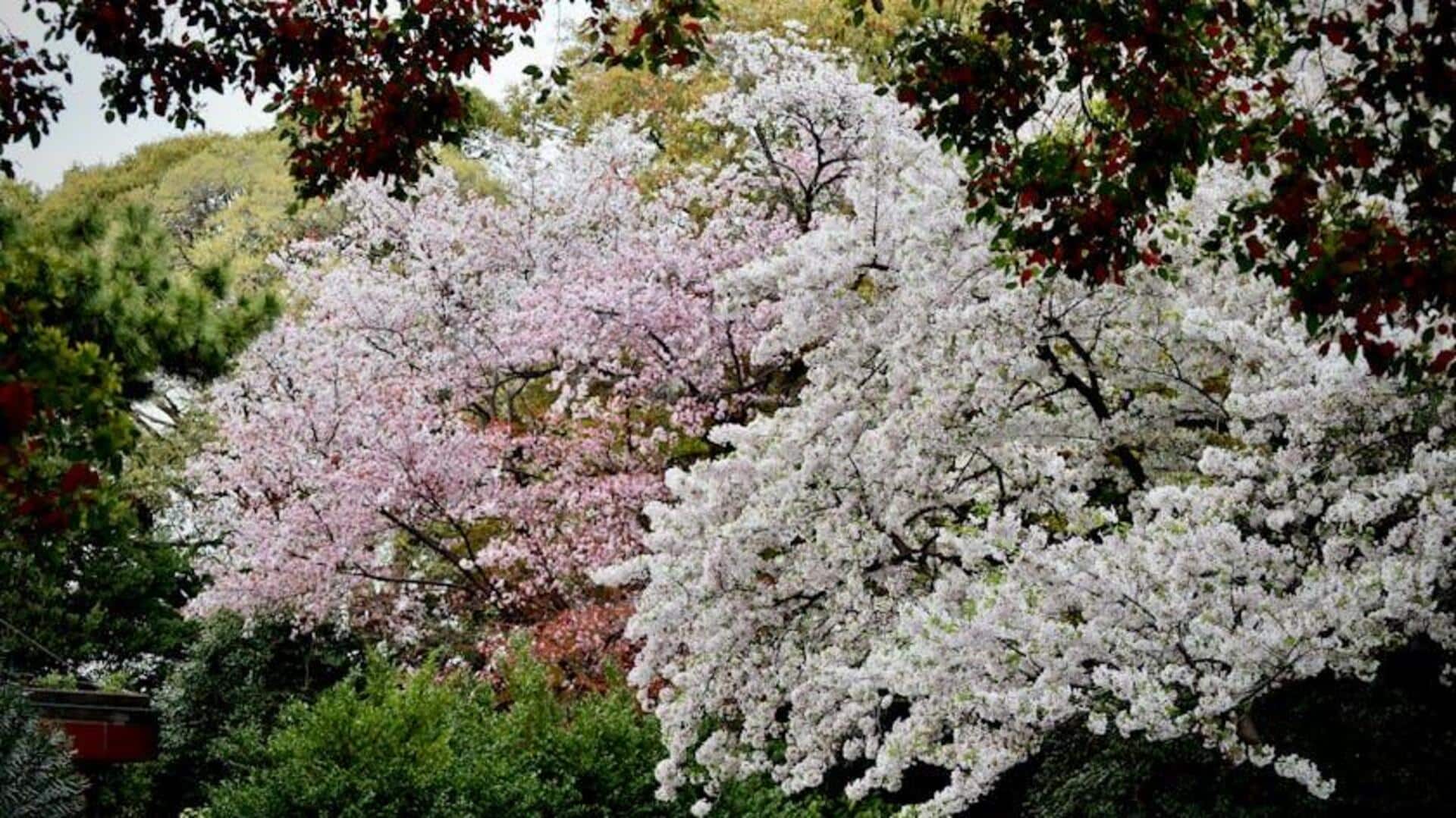 Menemukan Ruang Hijau Tenang di Tokyo Menemukan Ruang Hijau Tenang di Tokyo