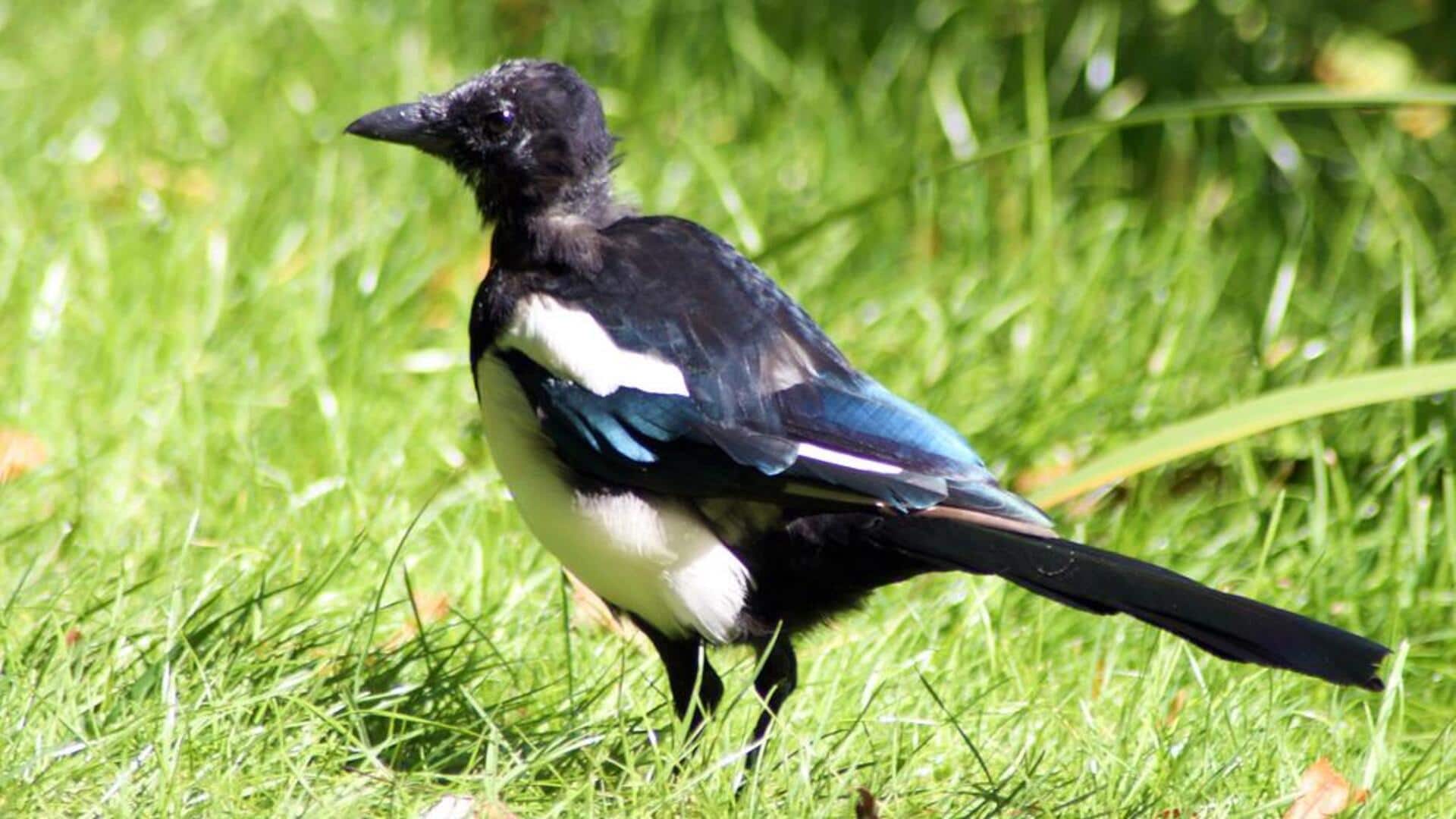 Lima Fakta Menarik tentang Proses Molting Burung Magpie