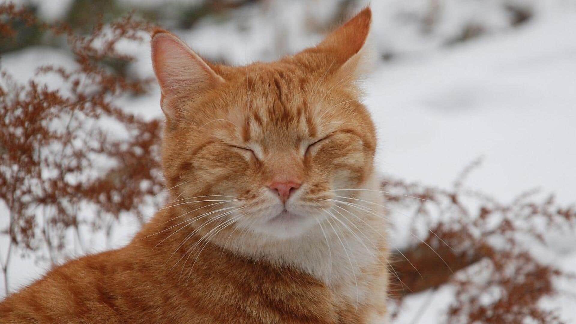 Memahami Kebiasaan Kedipan Lambat yang Unik pada Kucing Memahami Kebiasaan Kedipan Lambat yang Unik pada Kucing