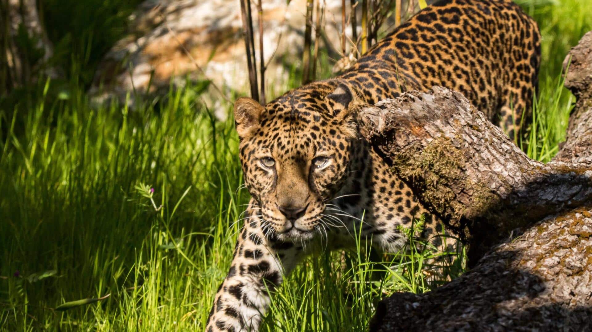 Fakta Menarik tentang Gaya Hidup Penyendiri Macan Tutul